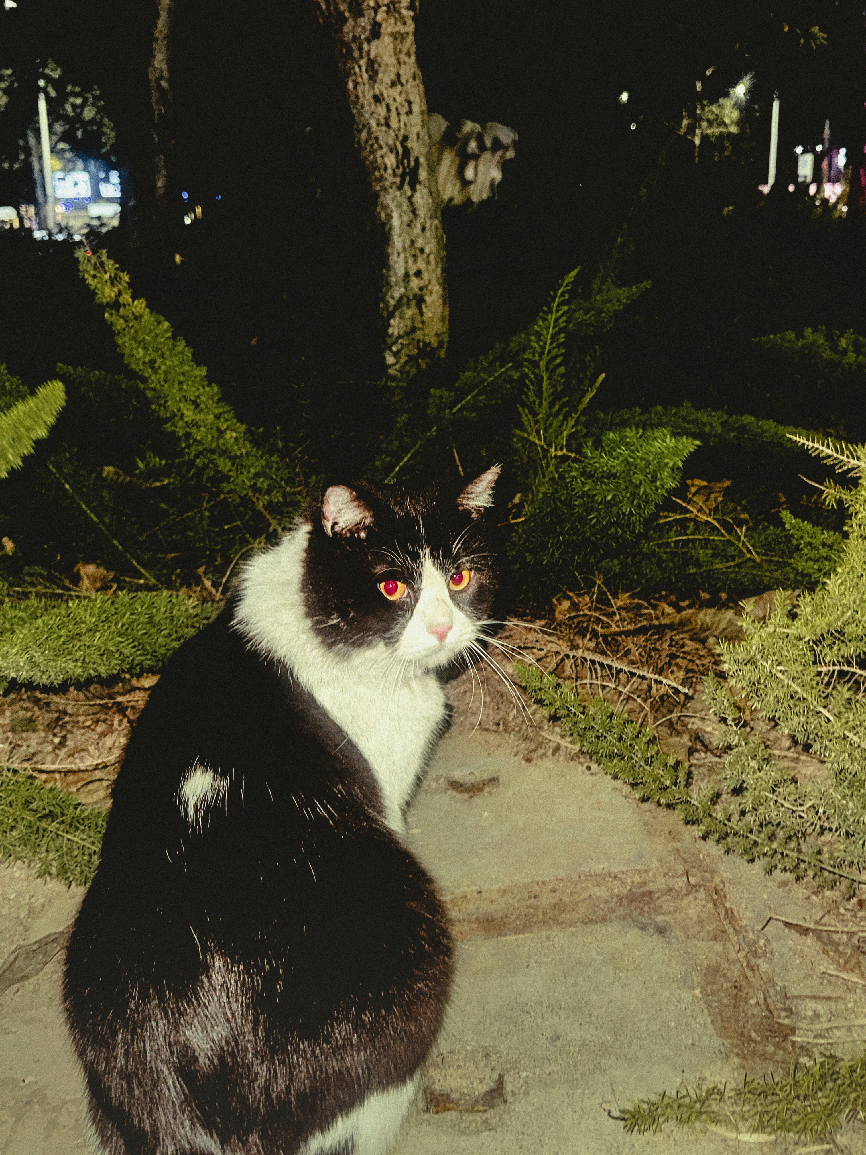 Un chat noir et blanc aux yeux brillants la nuit