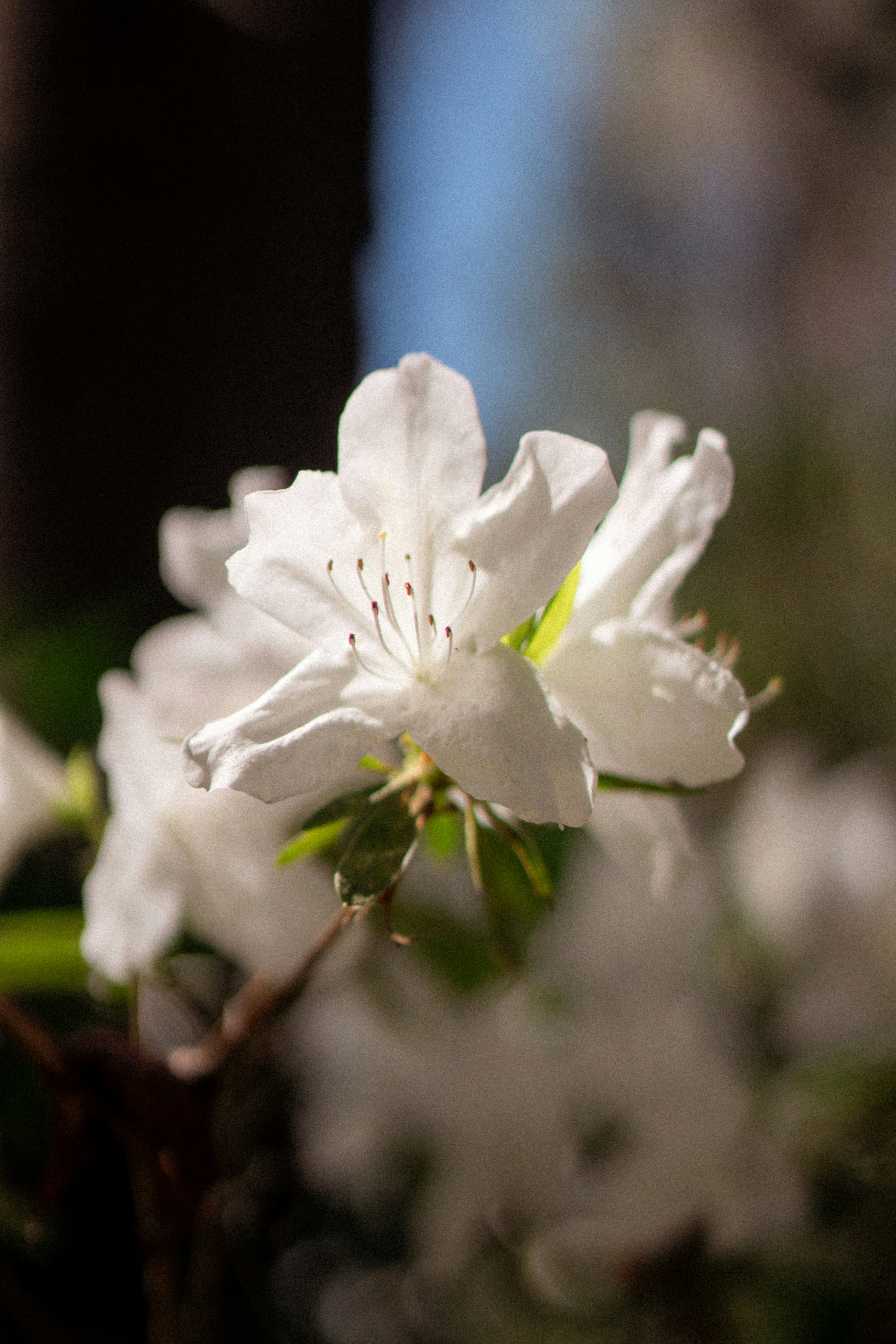 A delicate white flower blooms in soft light.