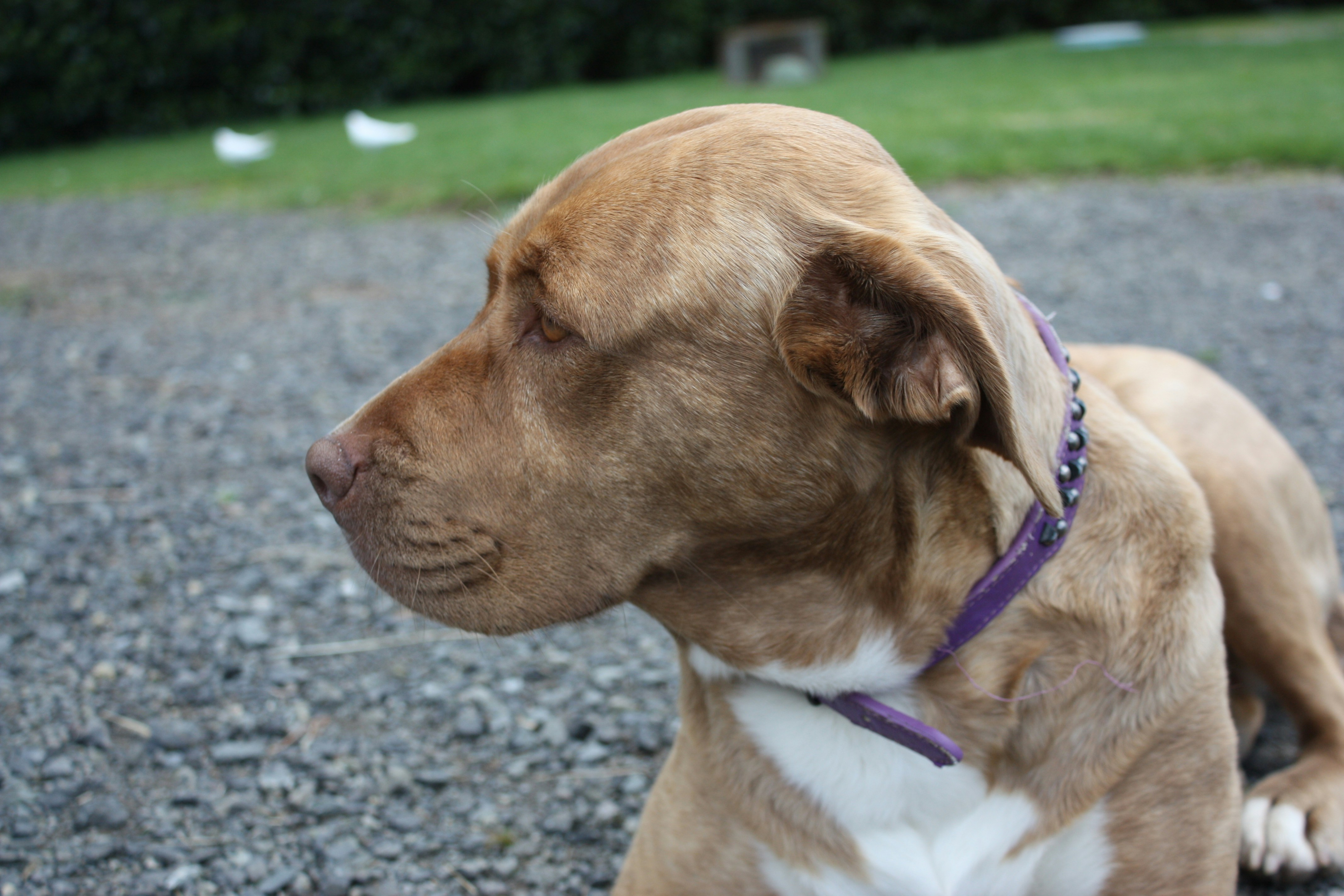 A brown dog with a purple collar lies down.
