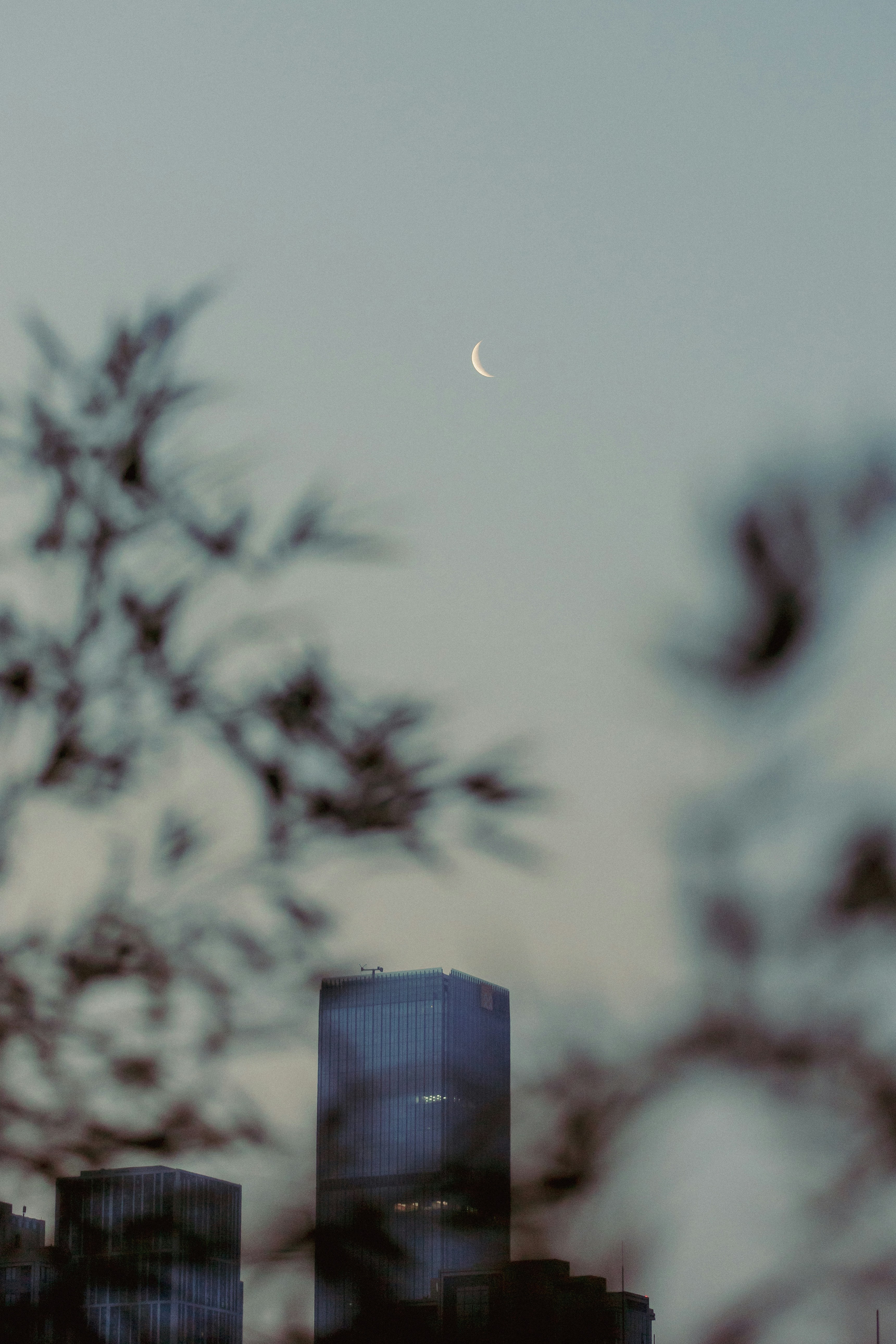 夕暮れ時の現代的な超高層ビルの上に三日月が描かれています。