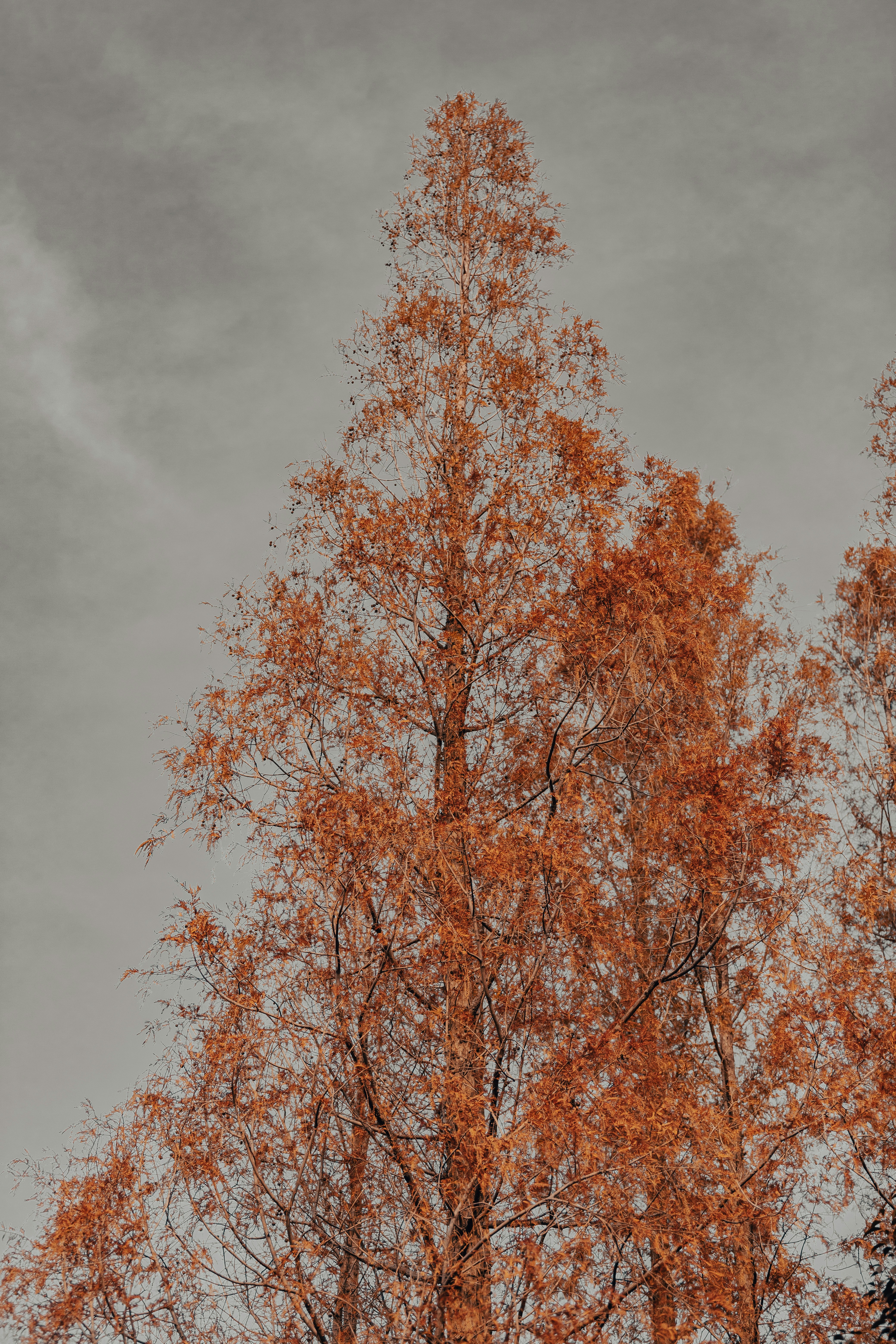 曇り空を背景にオレンジ色の葉を持つ高い木