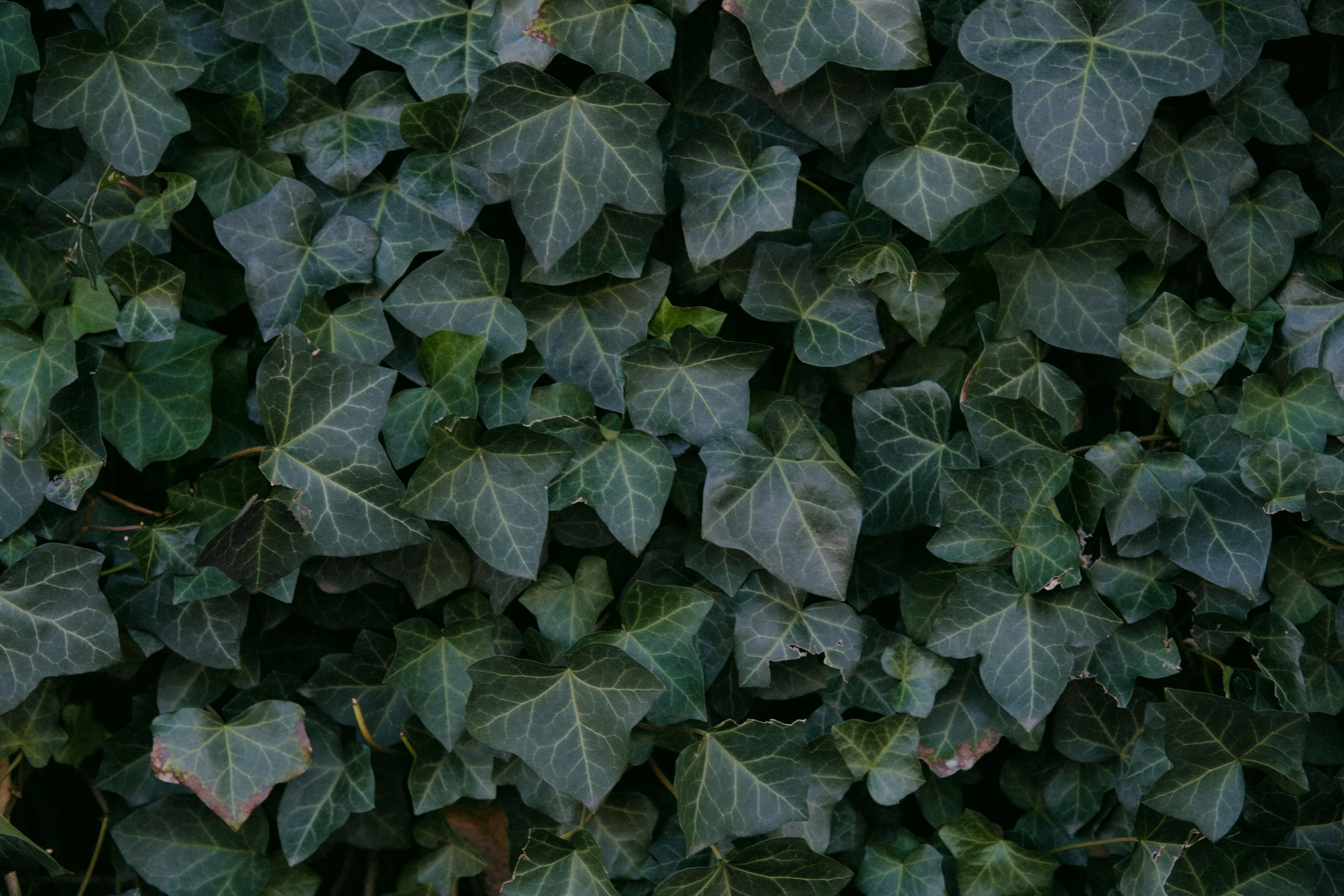 Photo by marsupialpudding