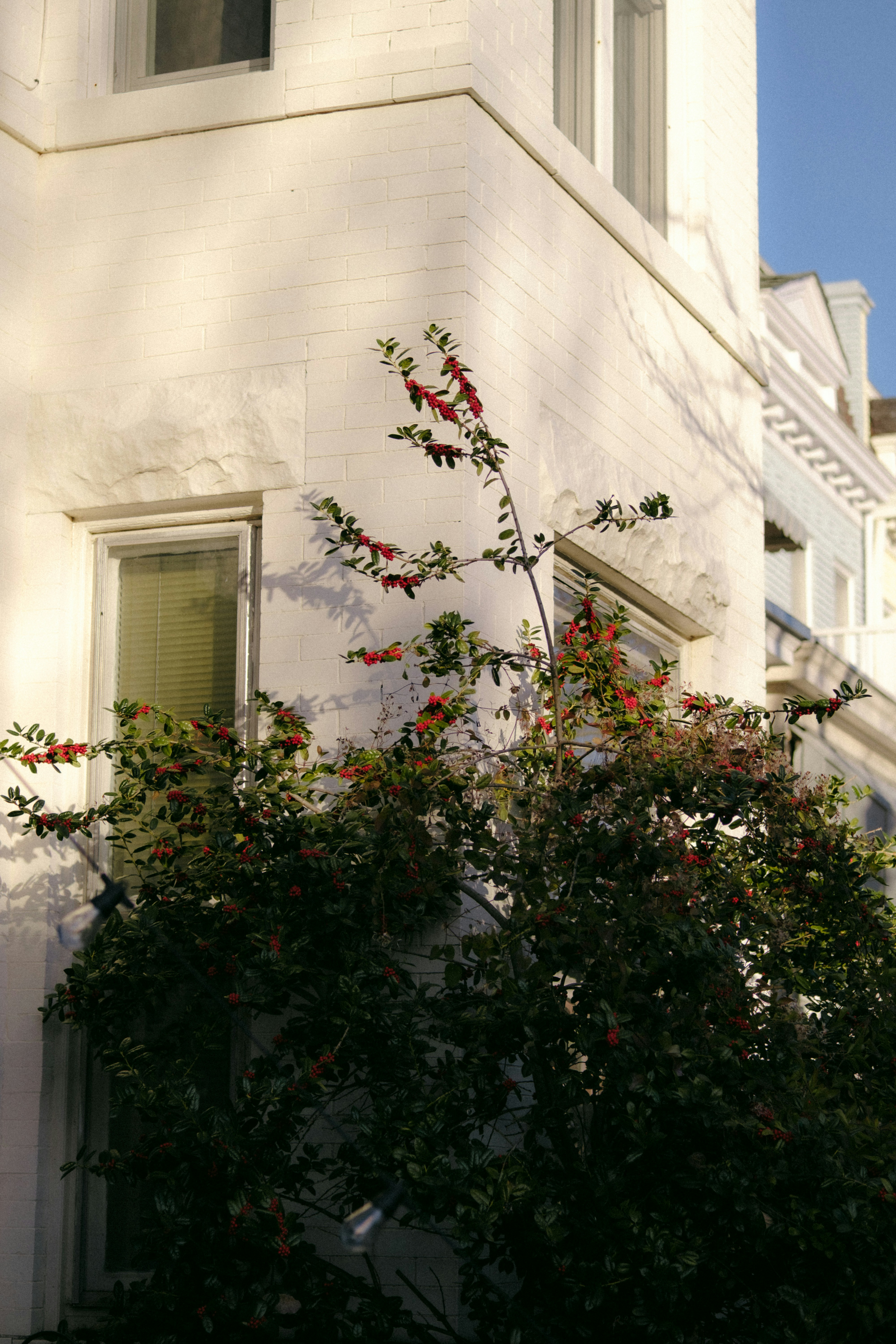 Bush with red berries against a white building.