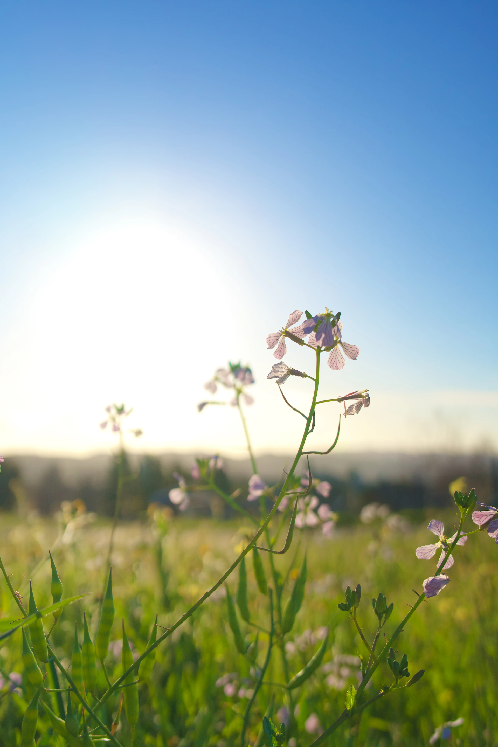 Wildflowers bloom in a sunlit meadow under a clear sky