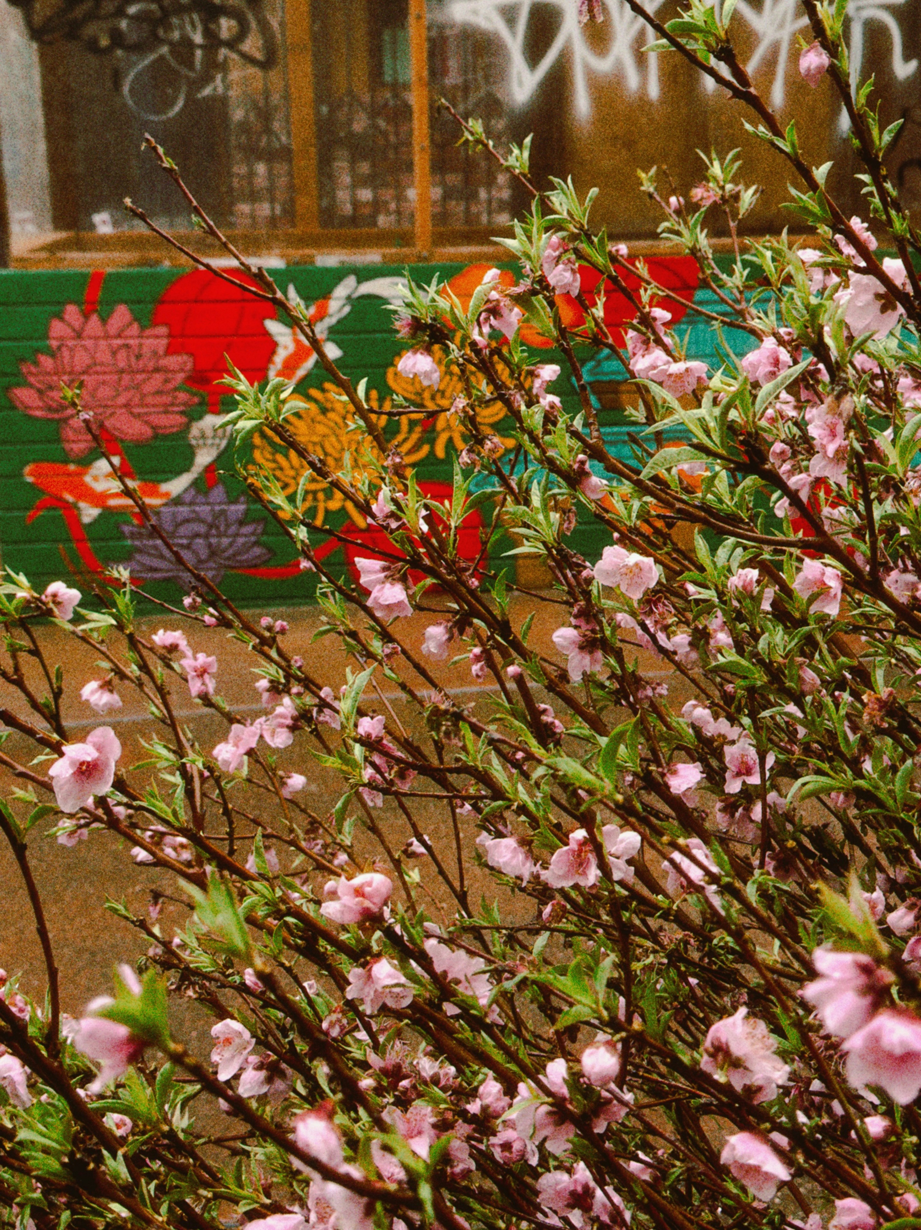 Pink blossoms in front of colorful graffiti wall