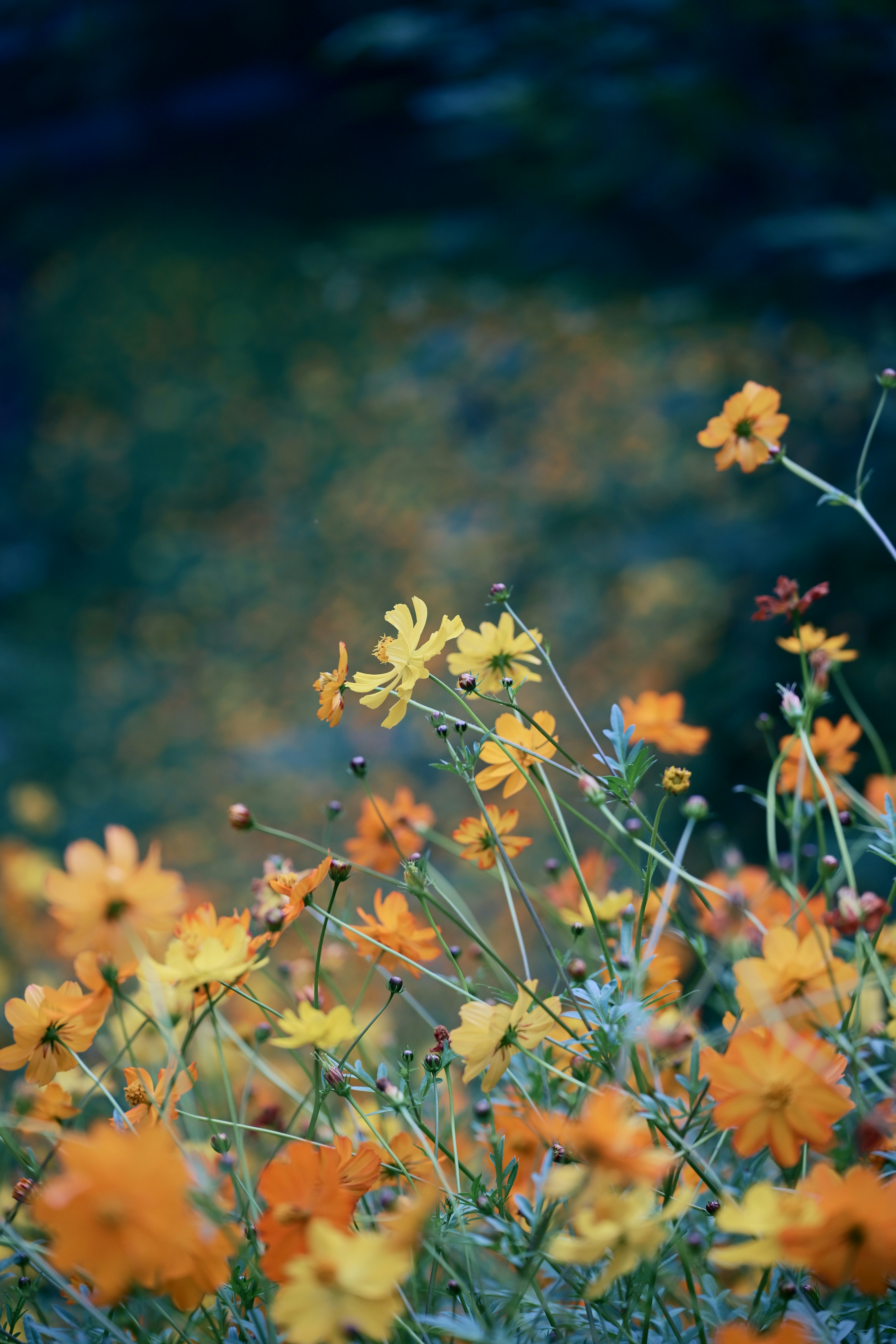 Photo by casablanca1942