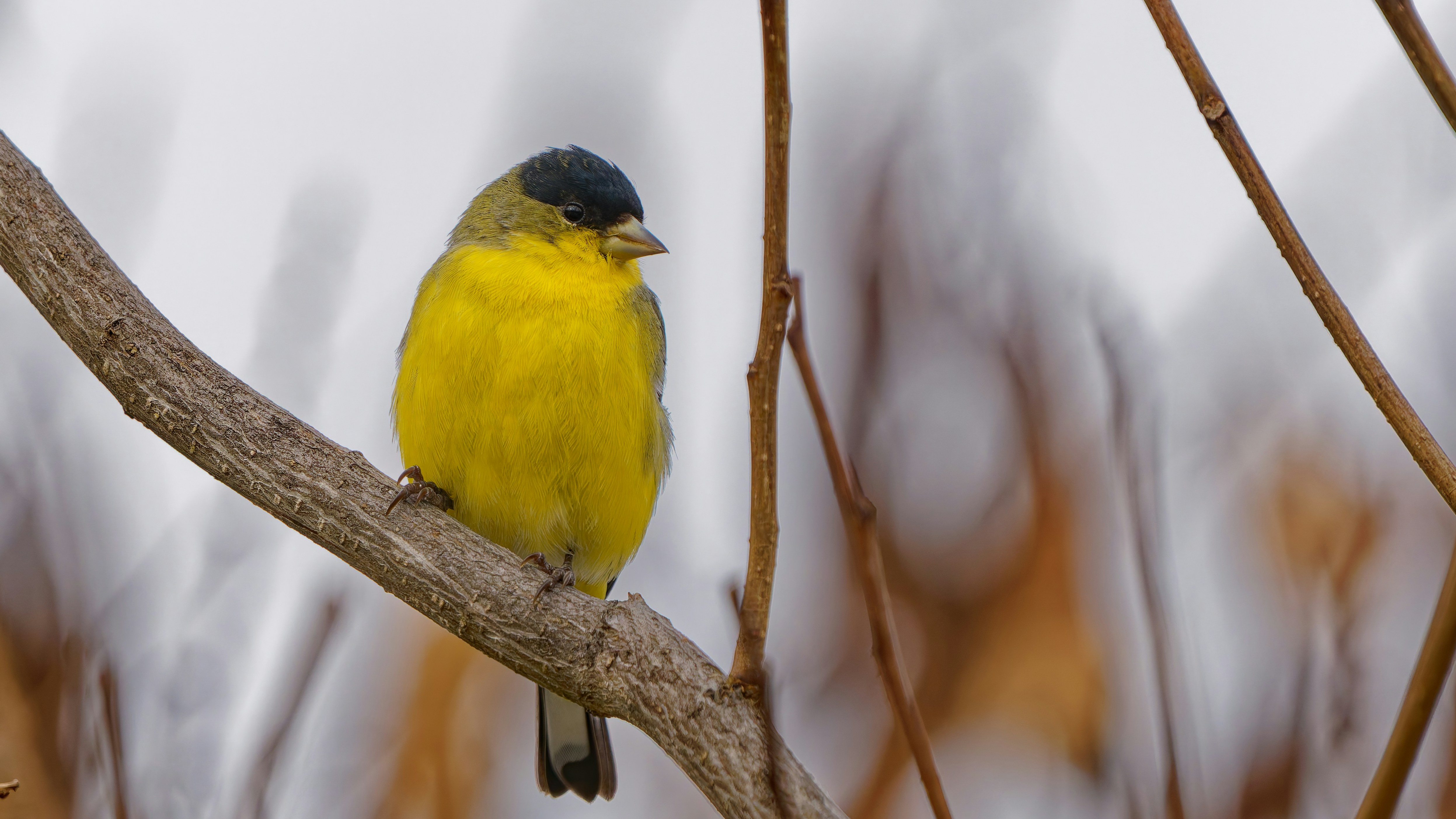 Photo by patrickbigelow_zoom_in