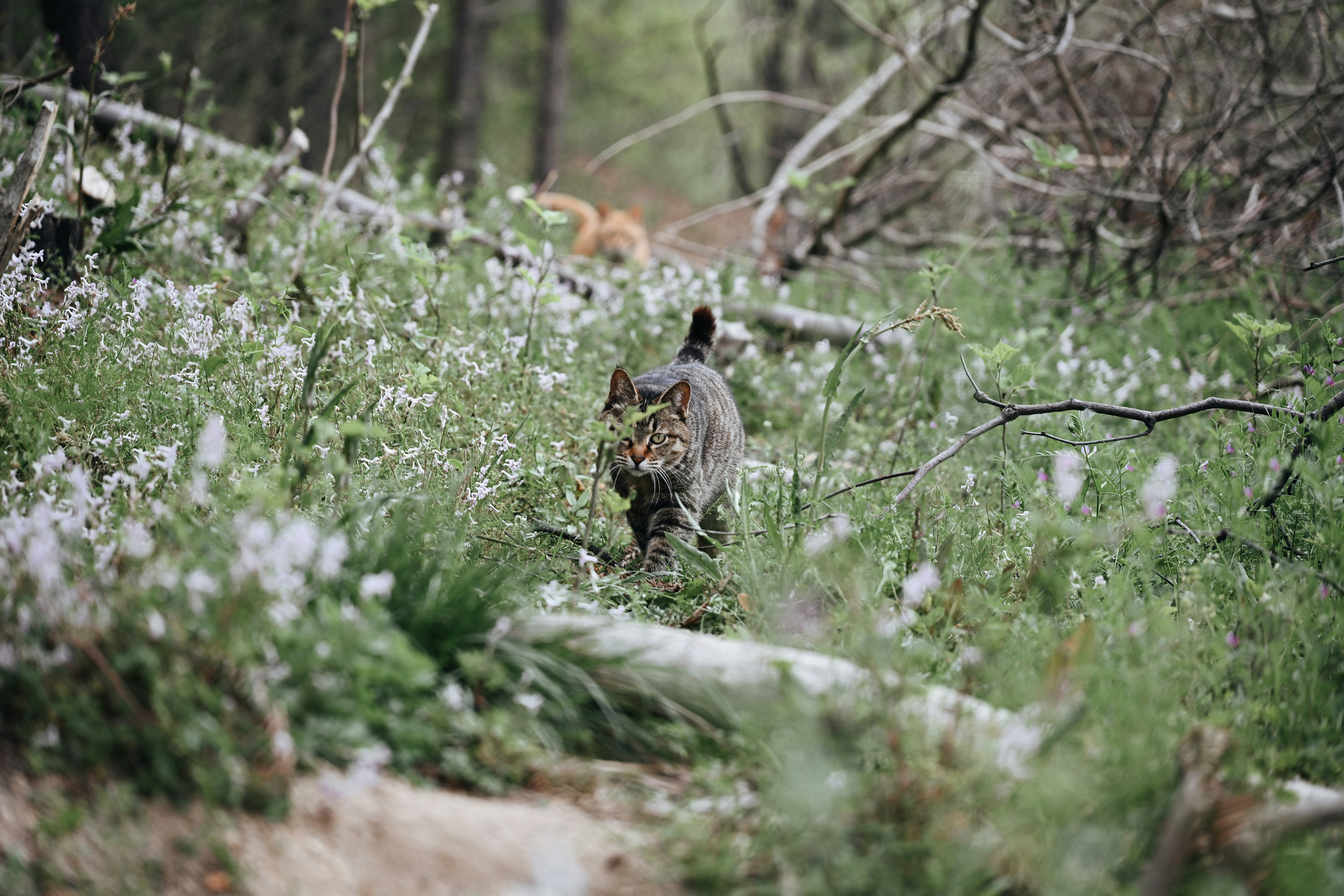 Photo by casablanca1942