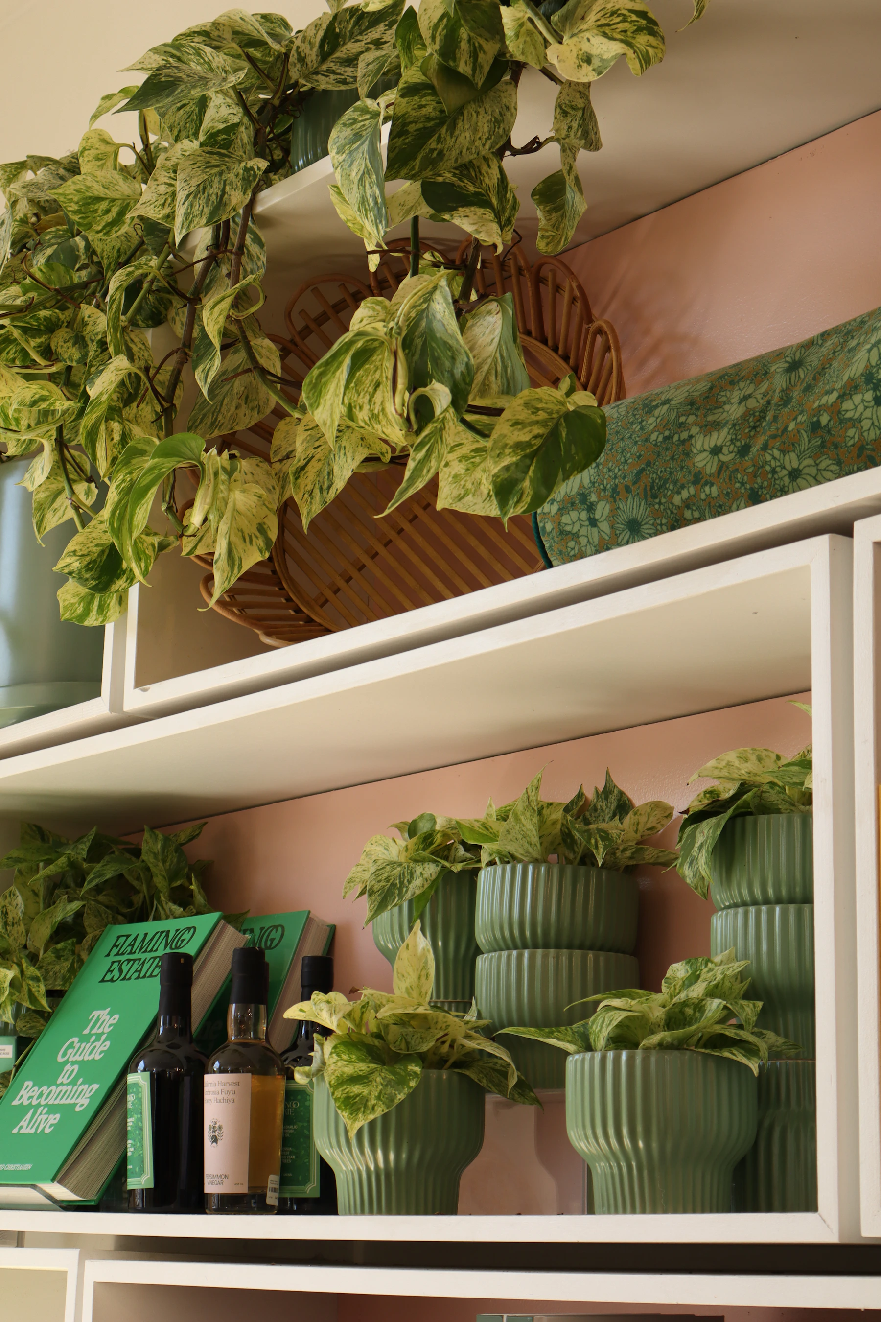 Variegated pothos in green ribbed pots on white shelves, with a larger one trailing down from the top shelf
