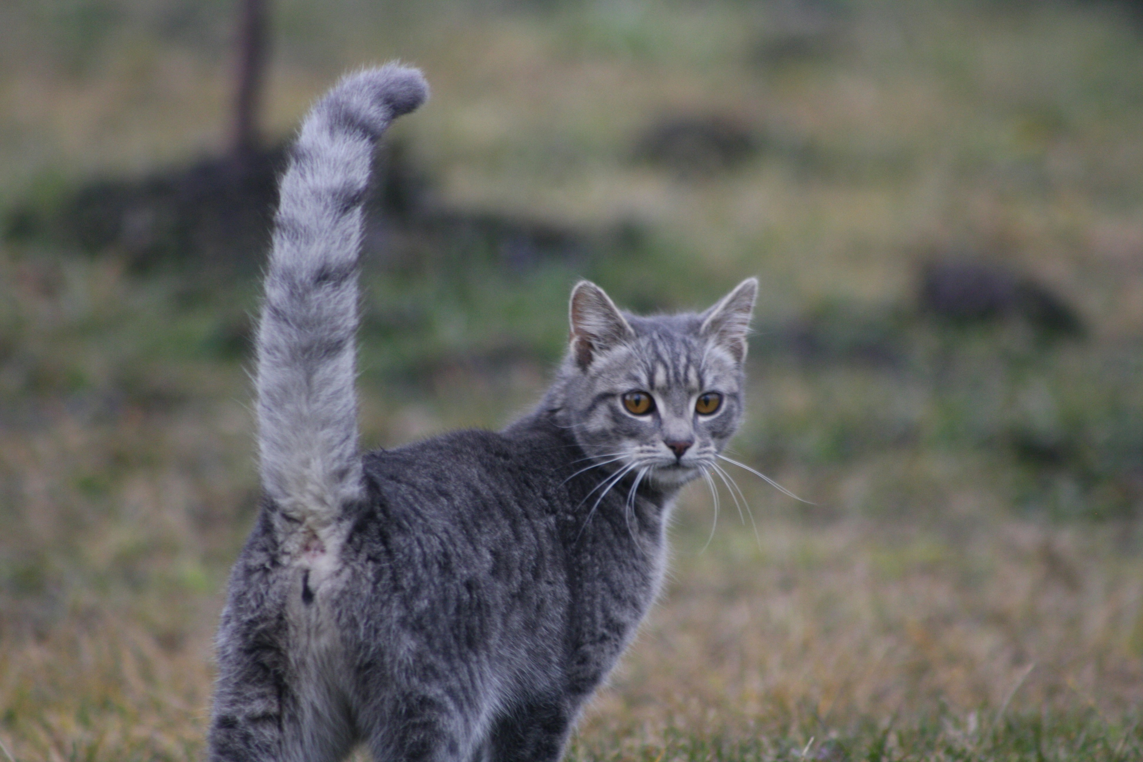 A tabby cat with a striped tail looks back.