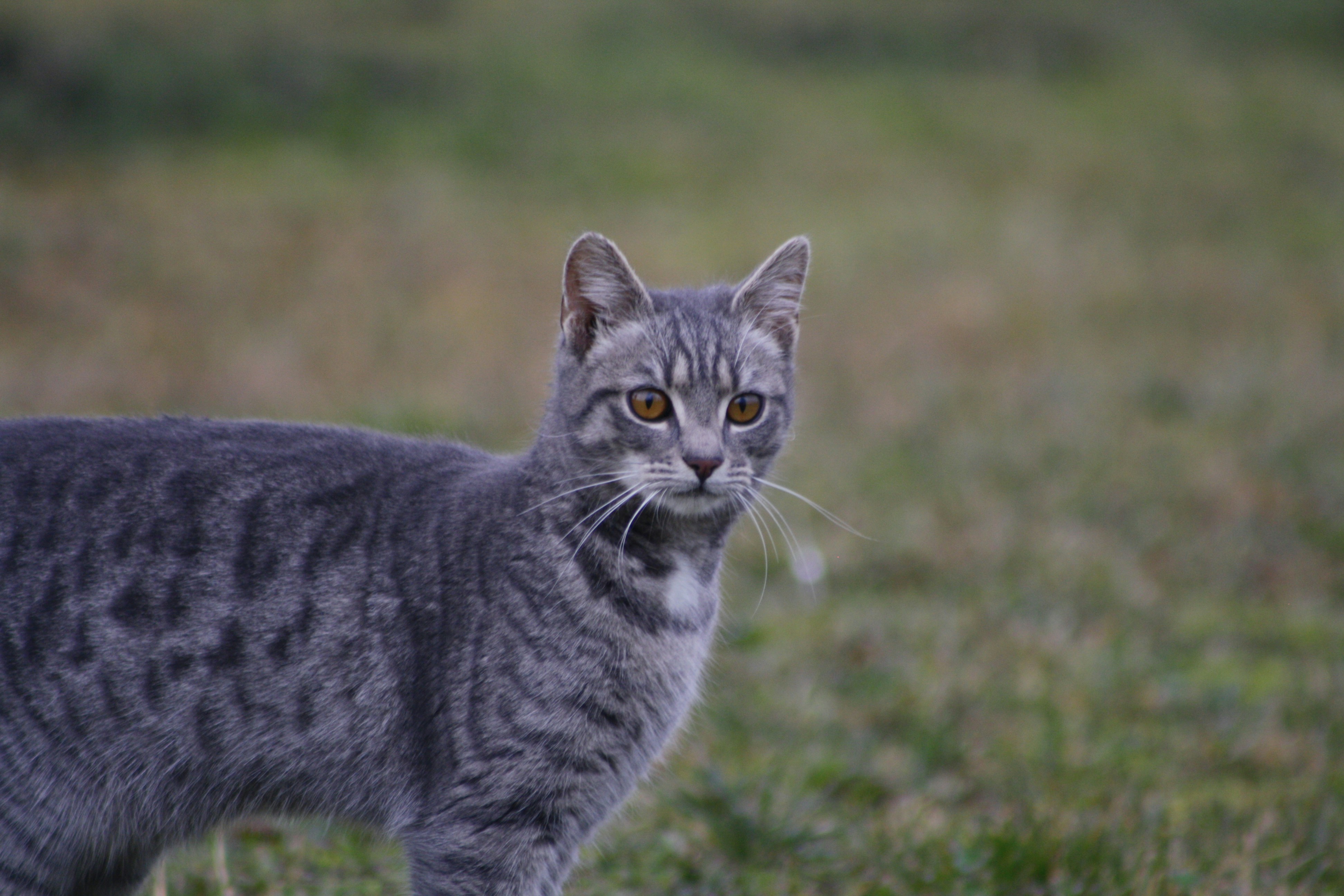 A grey tabby cat stands in a grassy field.