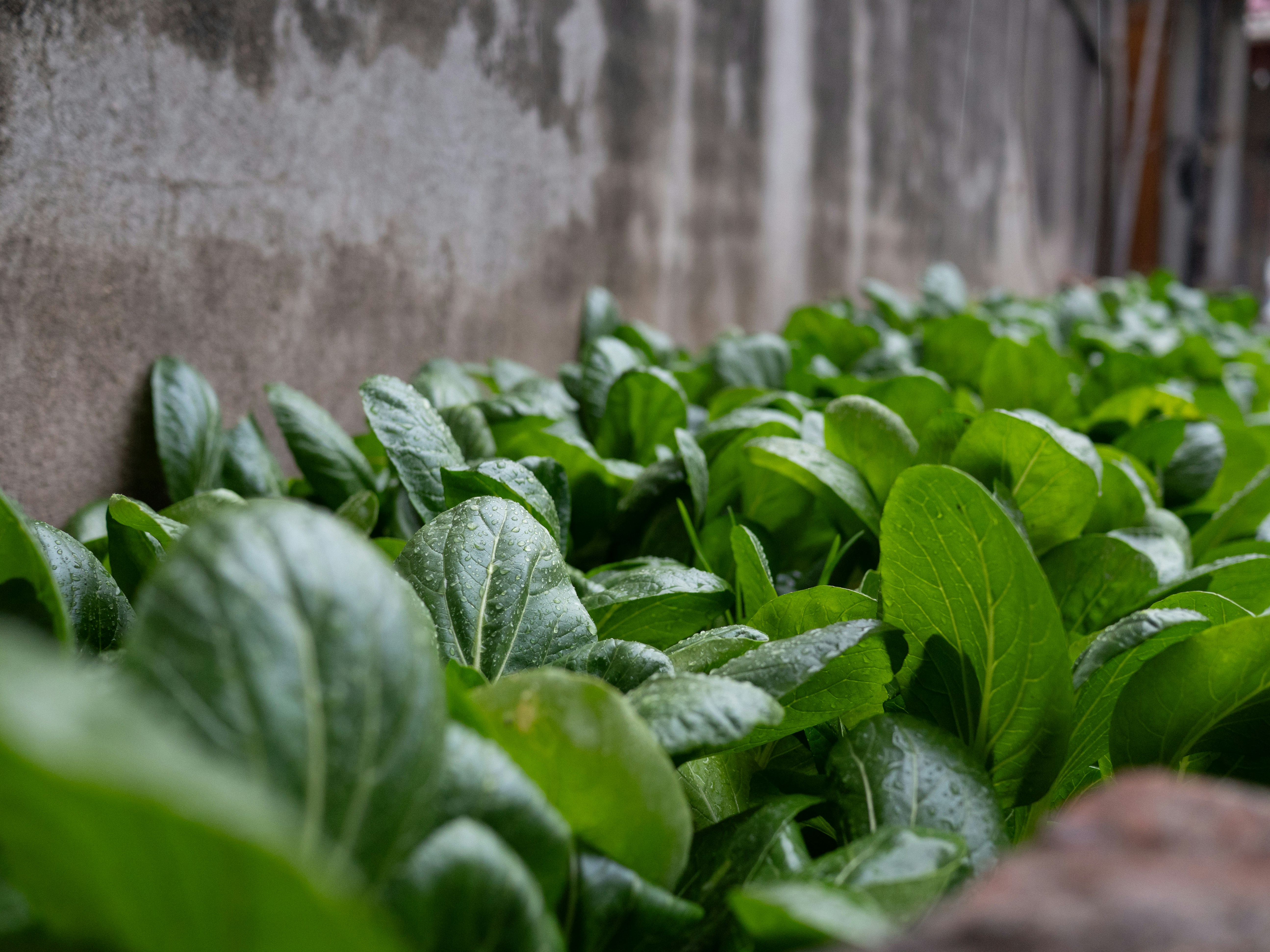 Rows of fresh green bok choy plants growing.