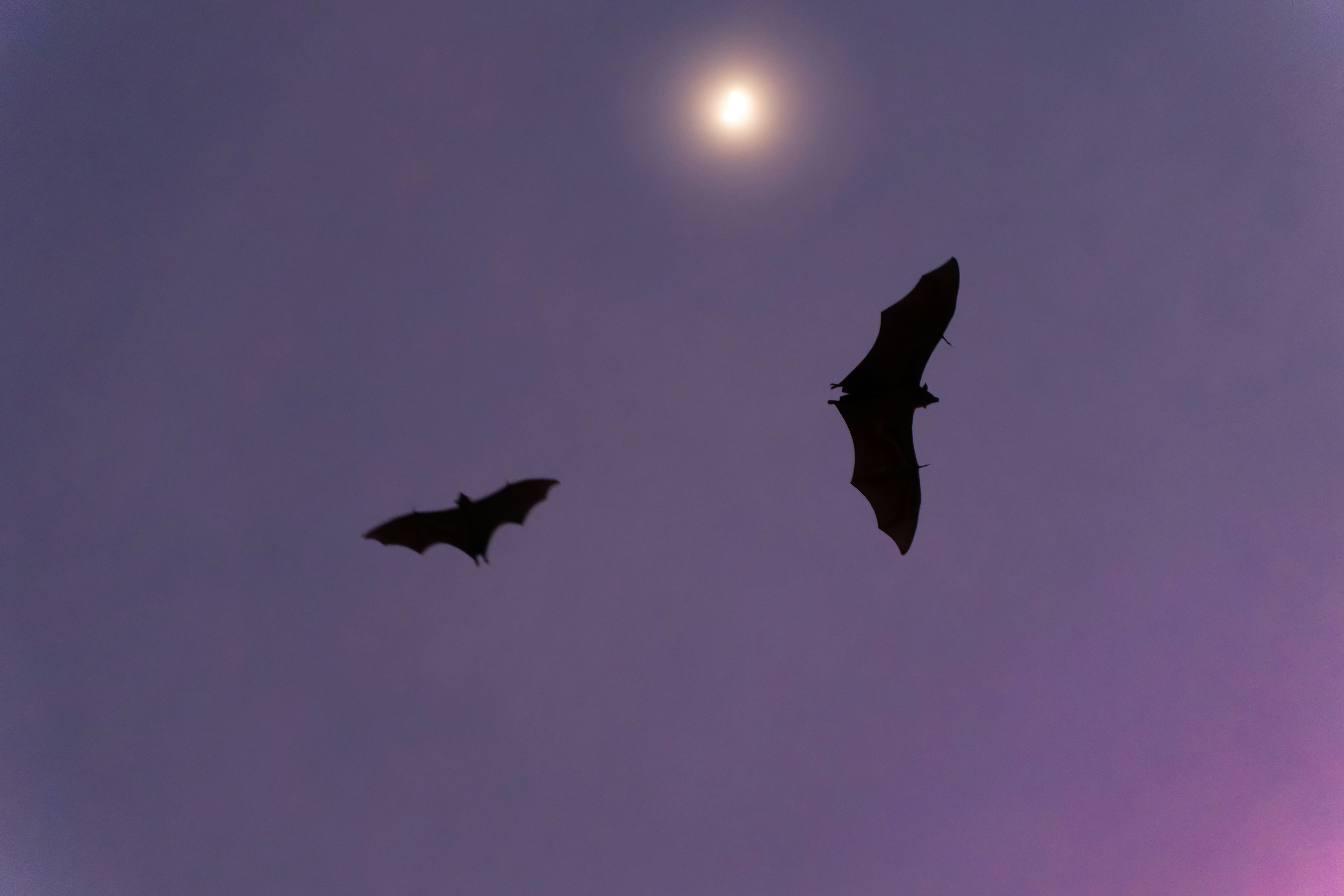 Two bats flying under a full moon
