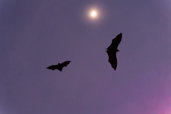 bat detecting