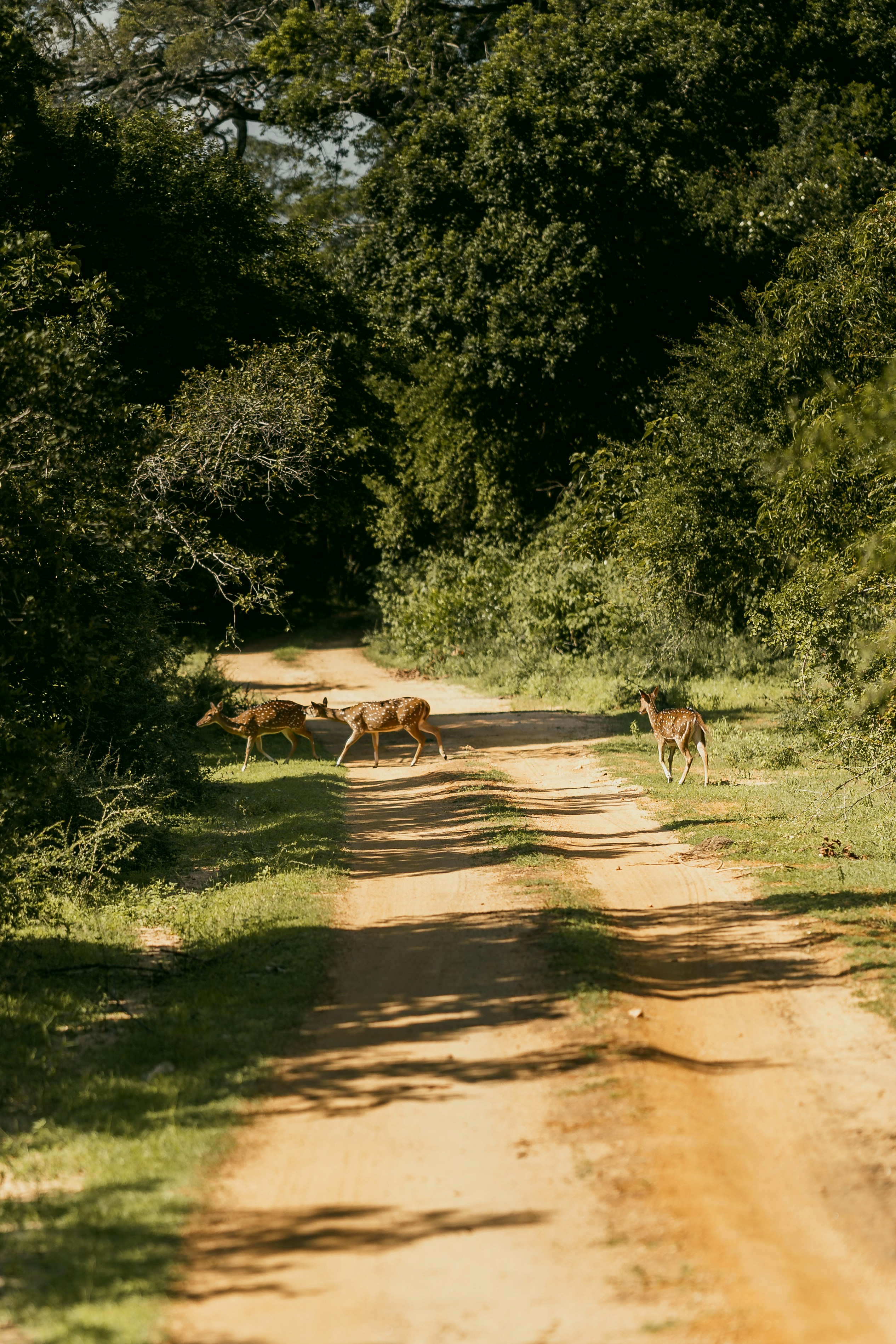 Several deer walk along a dirt road in a forest.