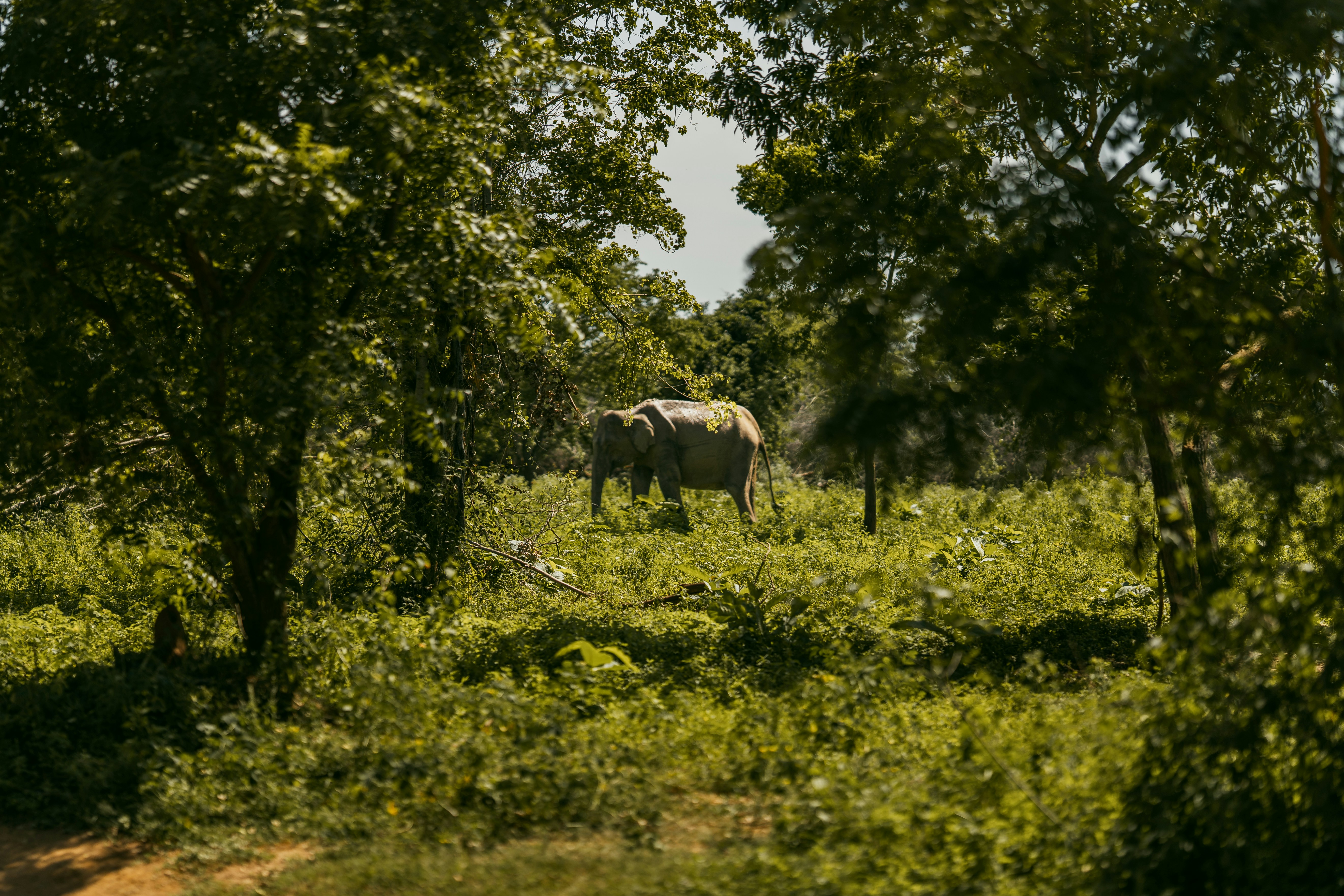 An elephant stands in a sunlit grassy clearing.