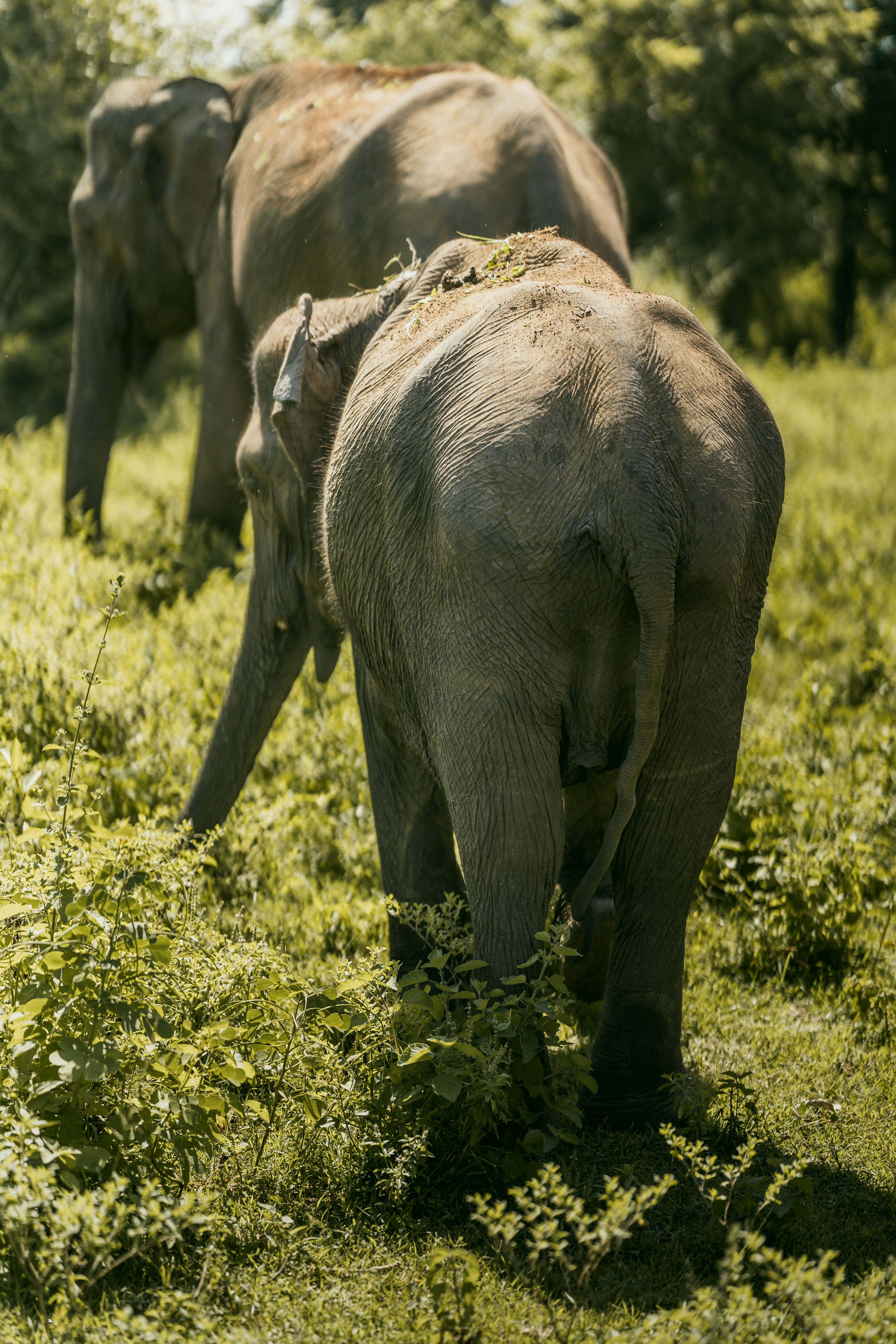 Two elephants walking through a grassy field.