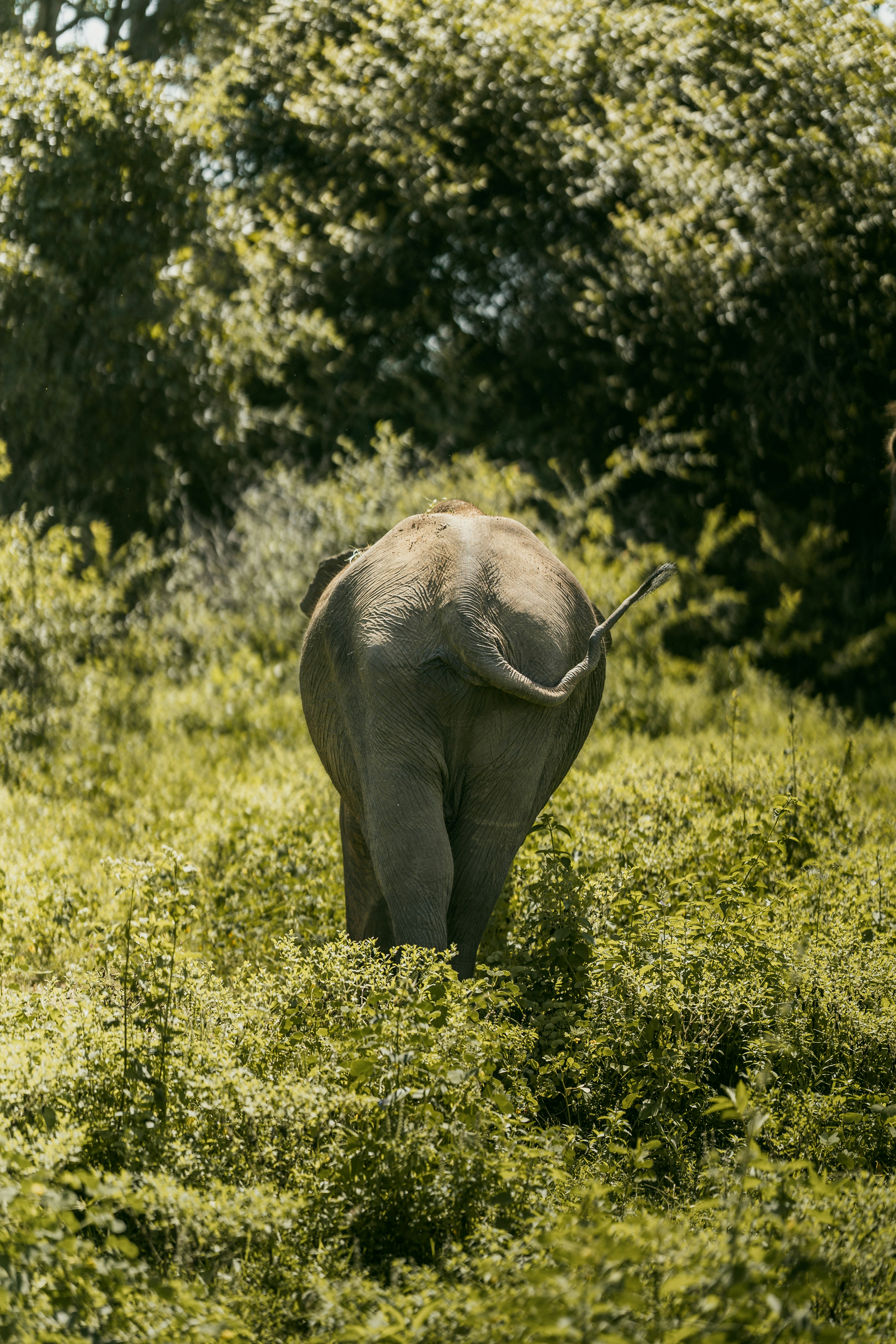 An elephant walks away through tall green grass.