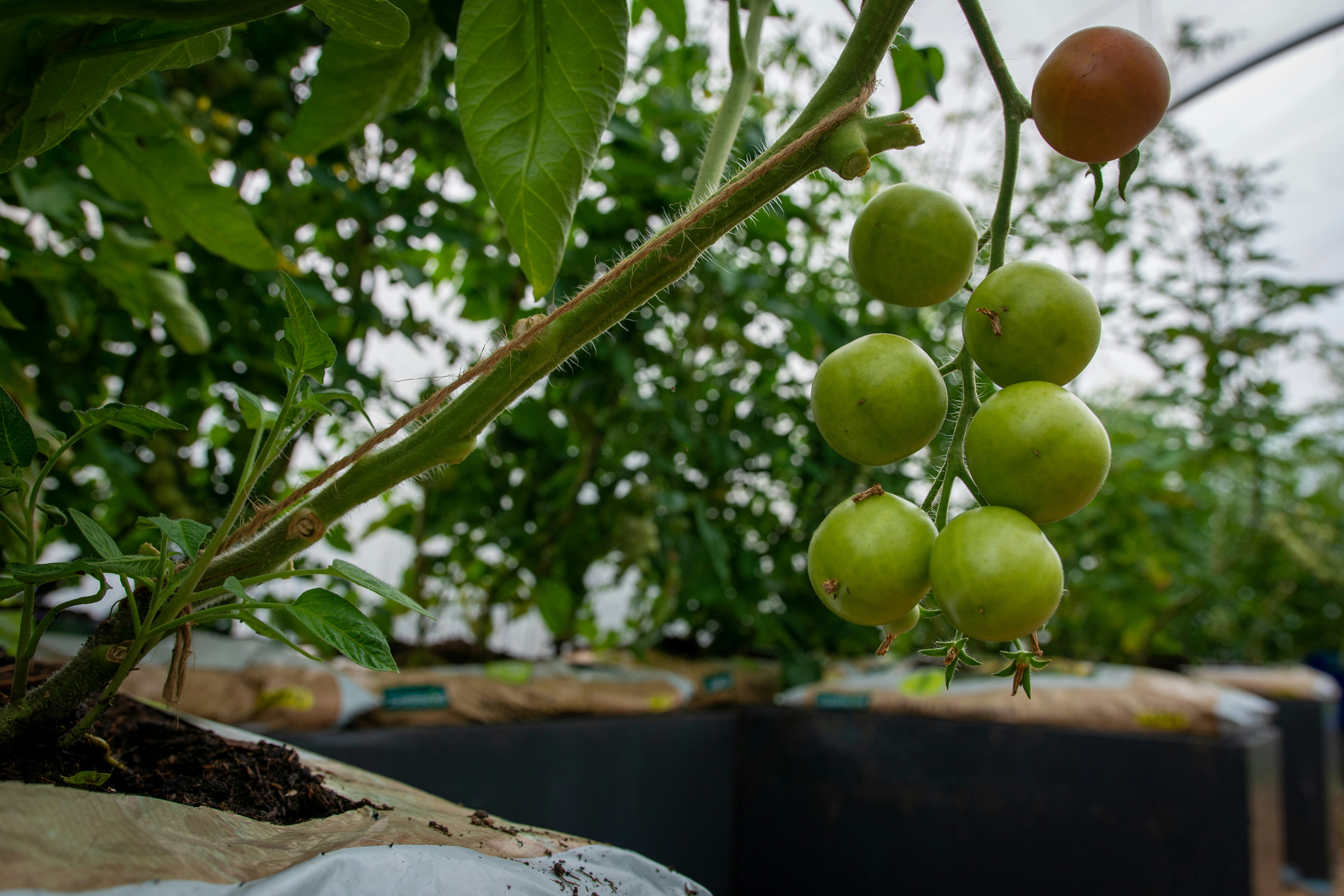 Green tomatoes growing on the vine in a garden.
