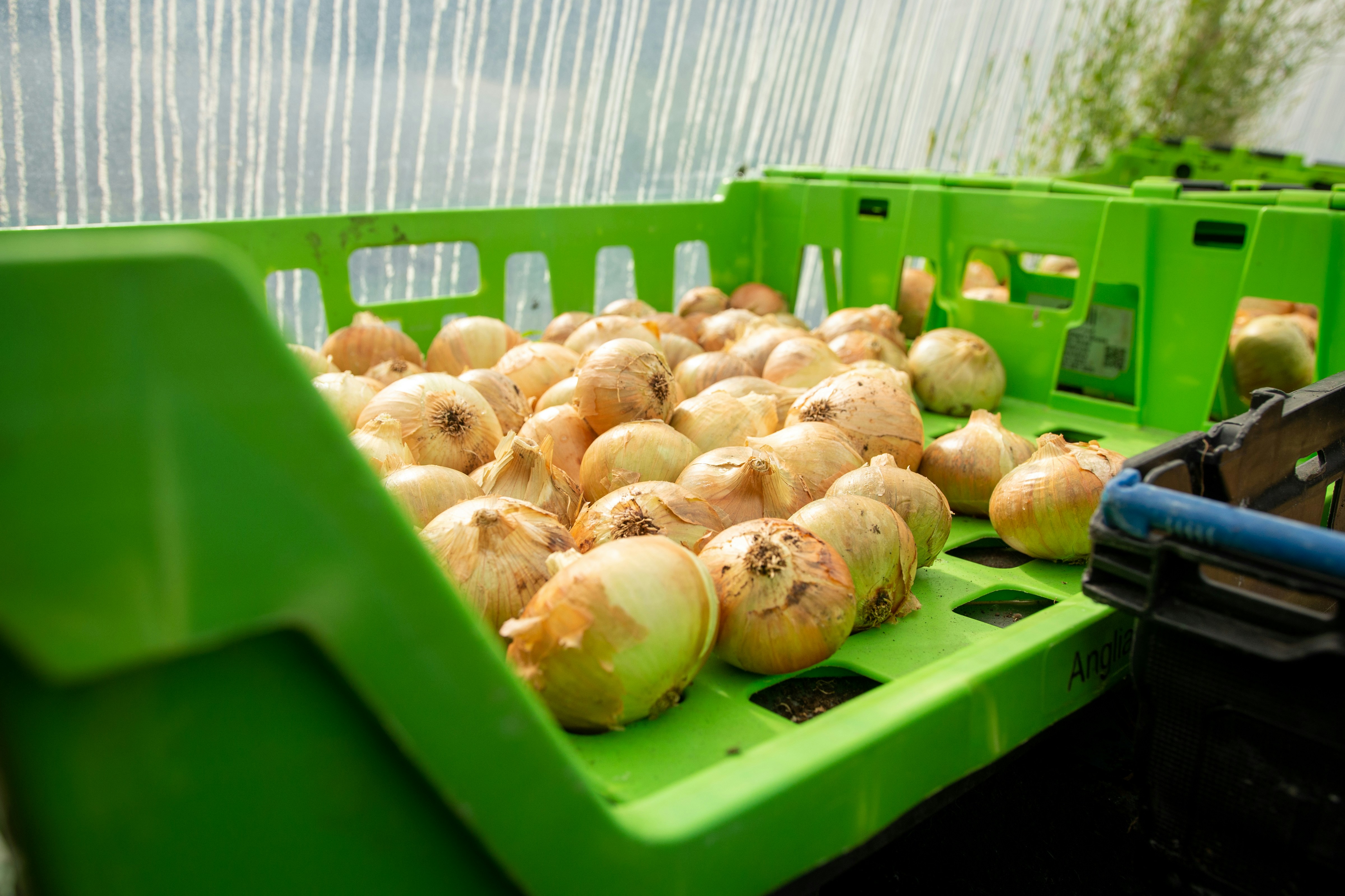 Freshly harvested onions fill green crates in a greenhouse.