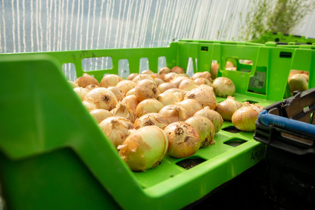 Freshly harvested onions arranged in produce crates