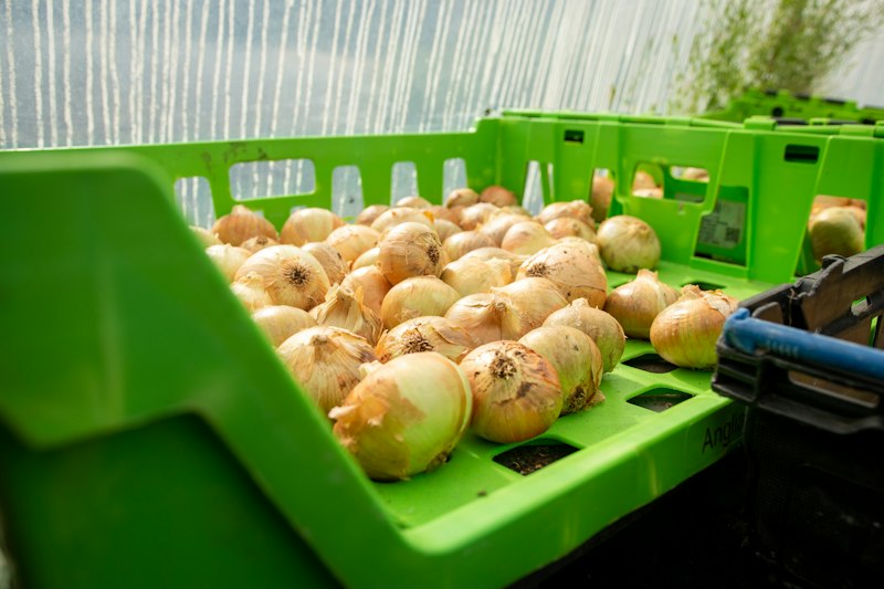 Freshly harvested onions piled in wooden crates at a market