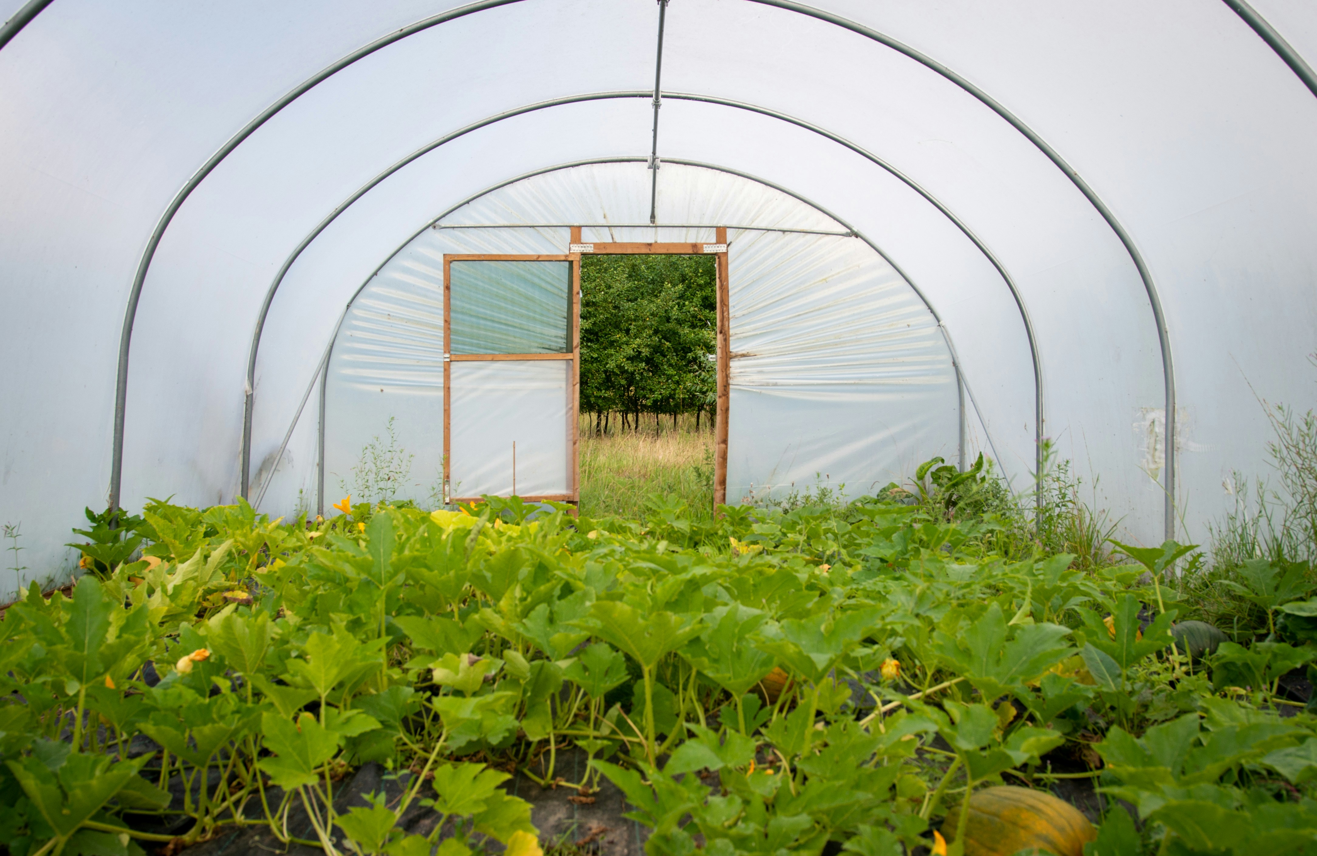 Greenhouse filled with lush green plants and an open door.