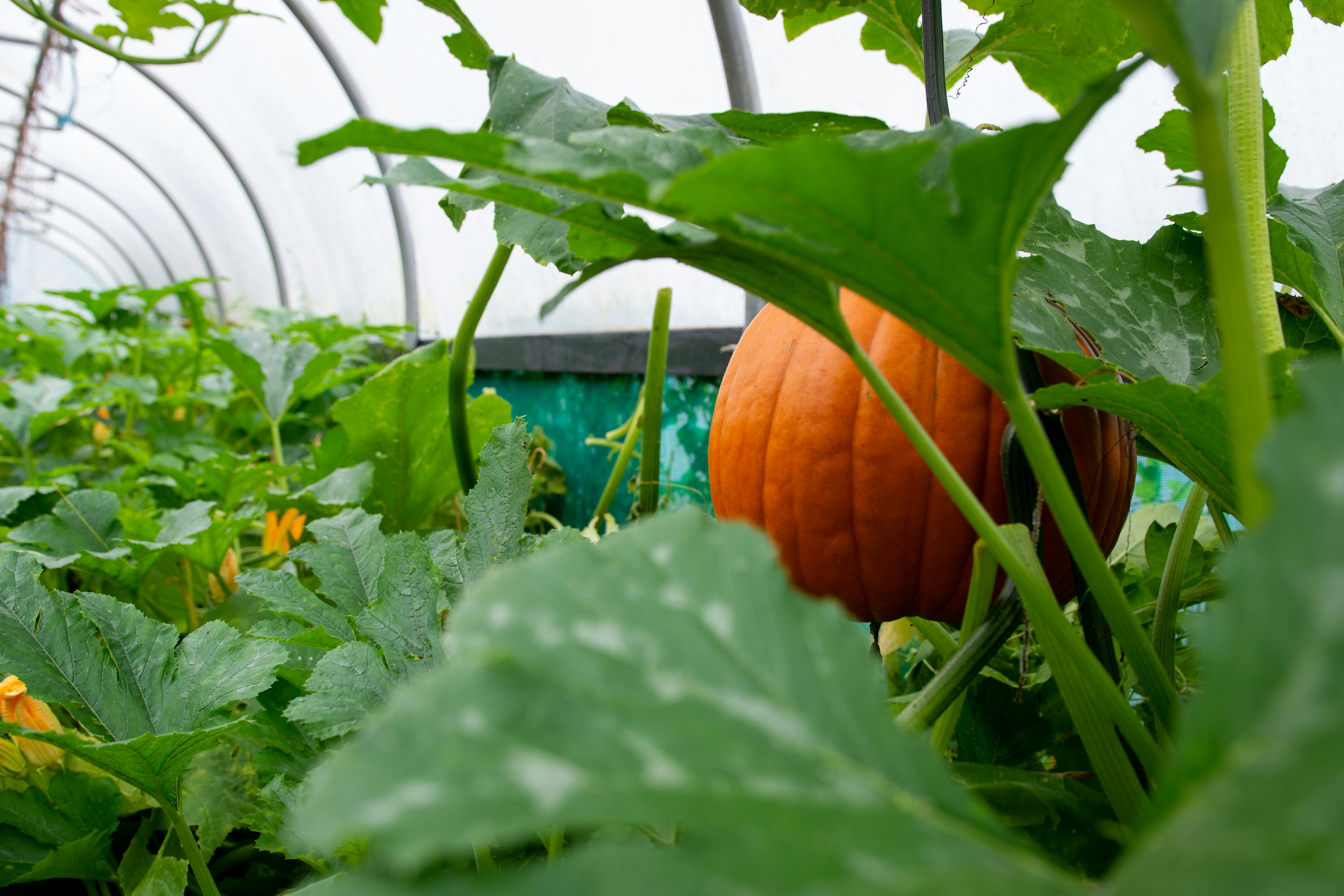 A large orange pumpkin grows among green leaves.