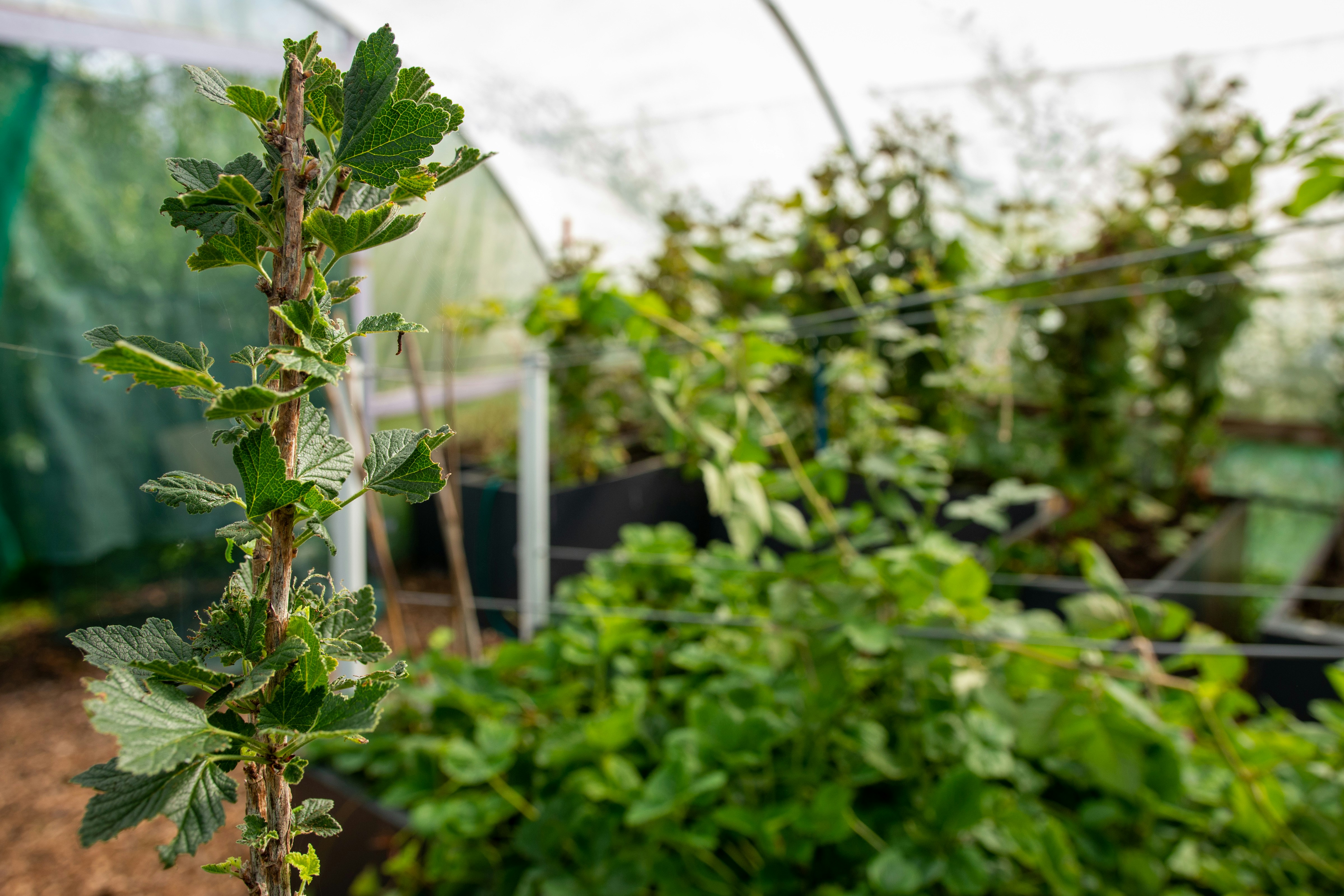 Green plants growing inside a greenhouse.