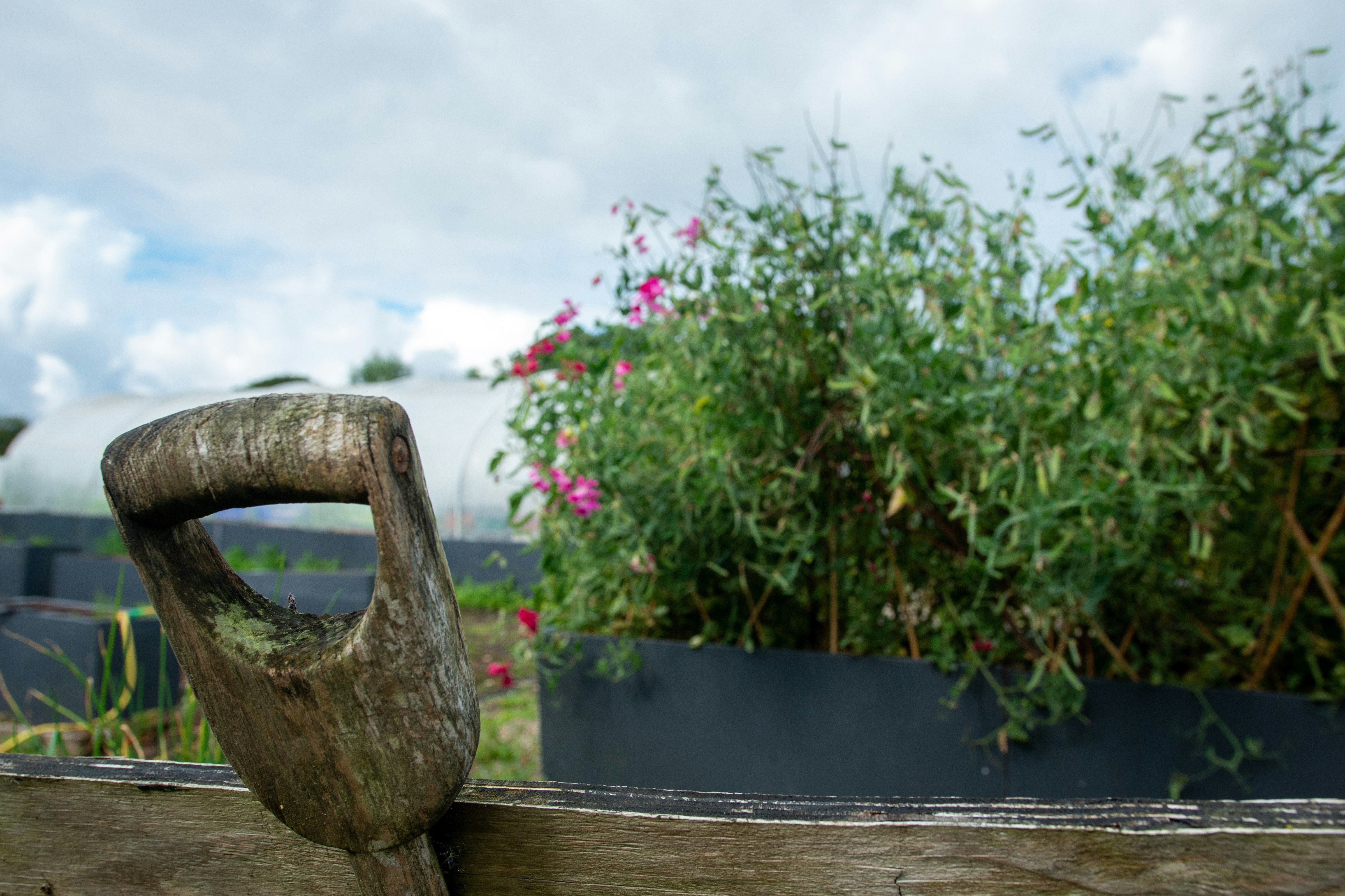 Wooden shovel handle near plants and greenhouse.