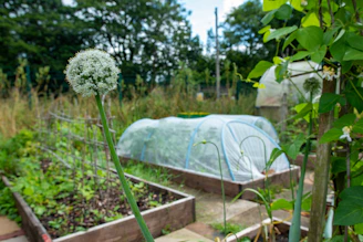 Raised garden beds with vegetables under netting