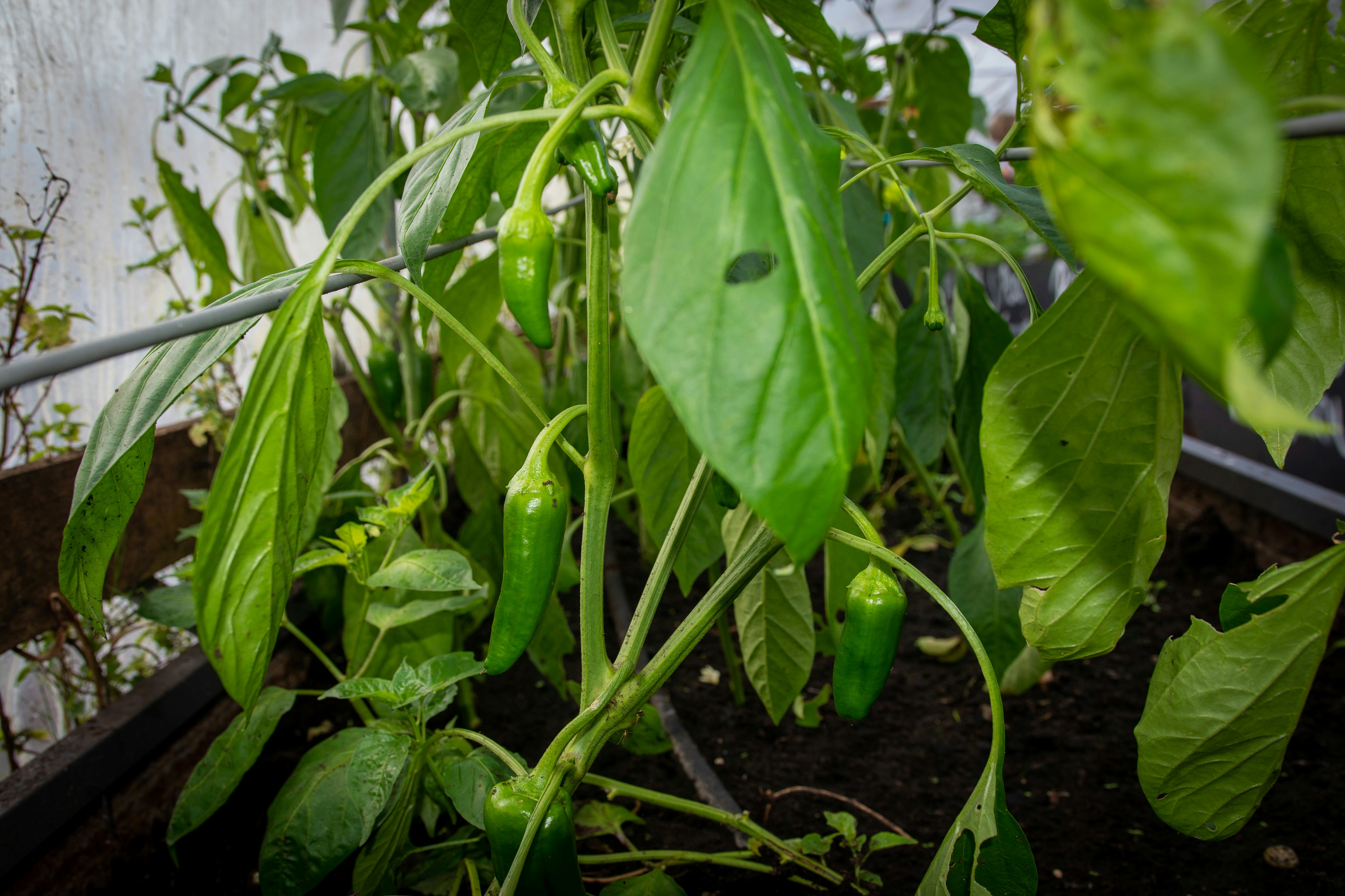 Green chili peppers growing on a plant