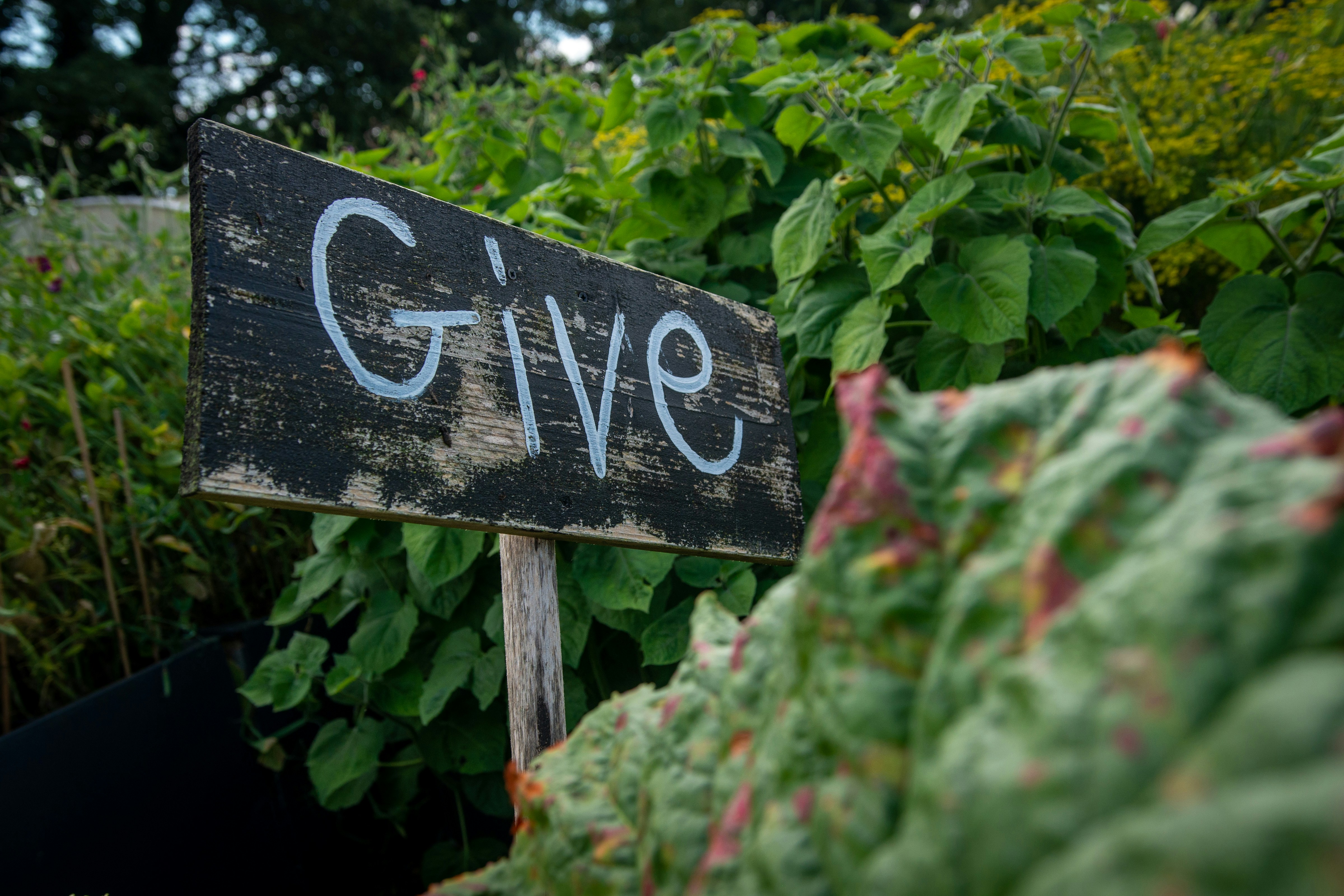 Wooden sign with the word give in a garden
