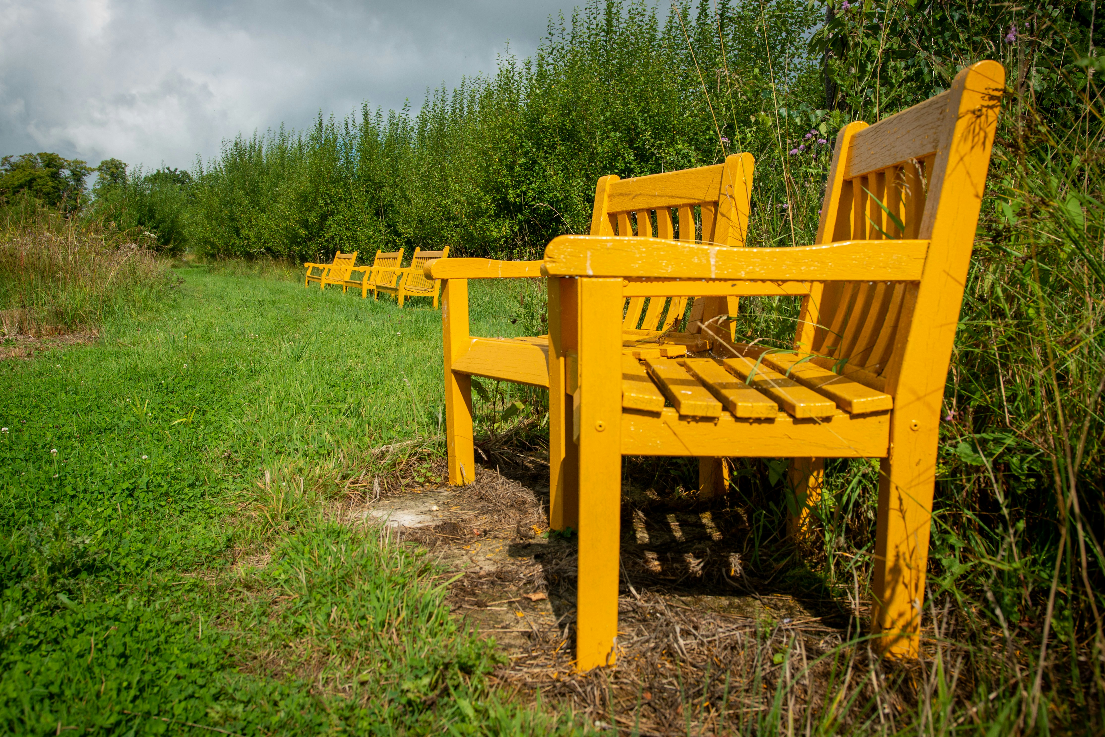Bancos amarelos do parque alinhados ao longo de um caminho gramado.
