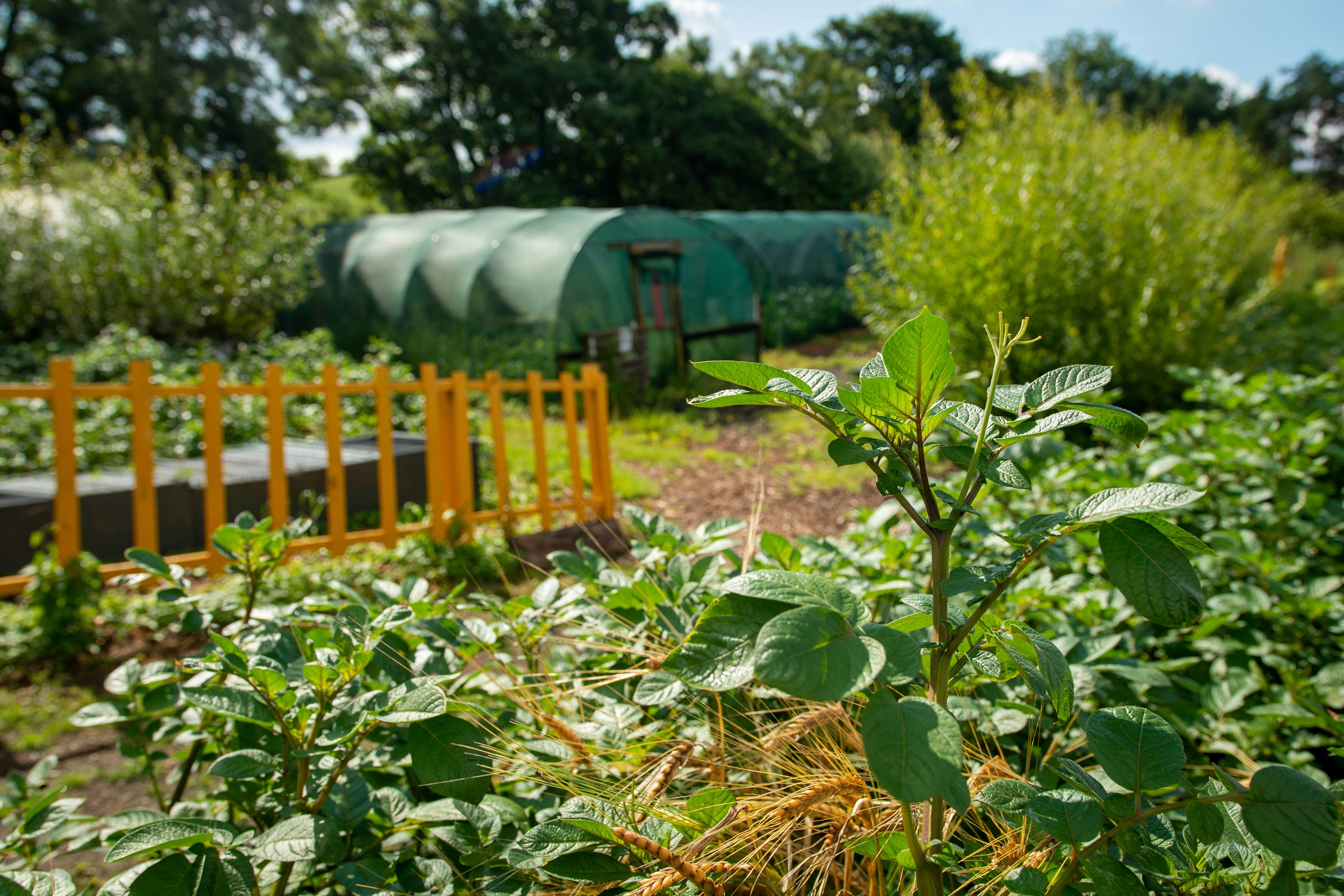 Greenhouses and garden beds in a sunny field.