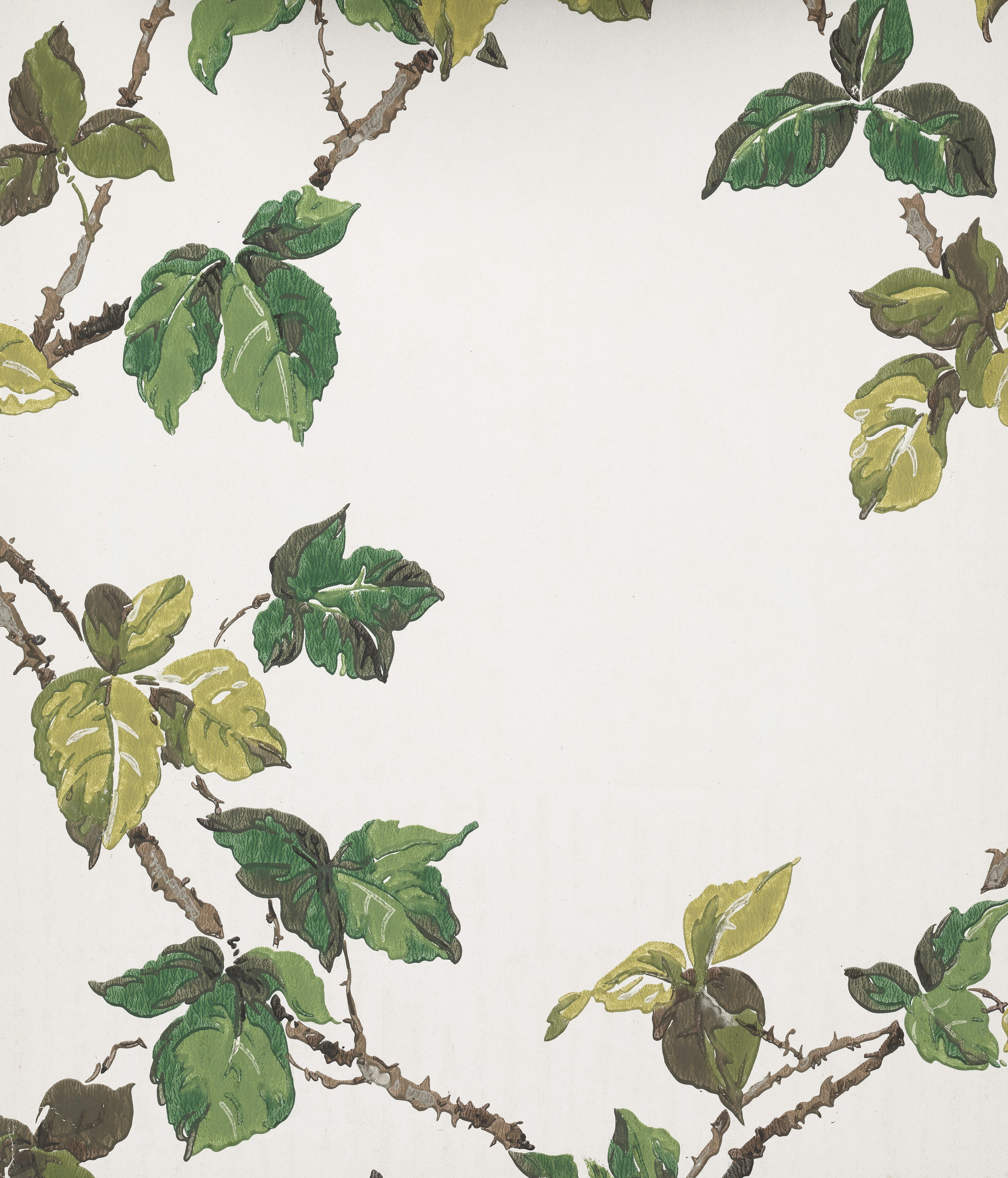 Green leaves and branches on a white background