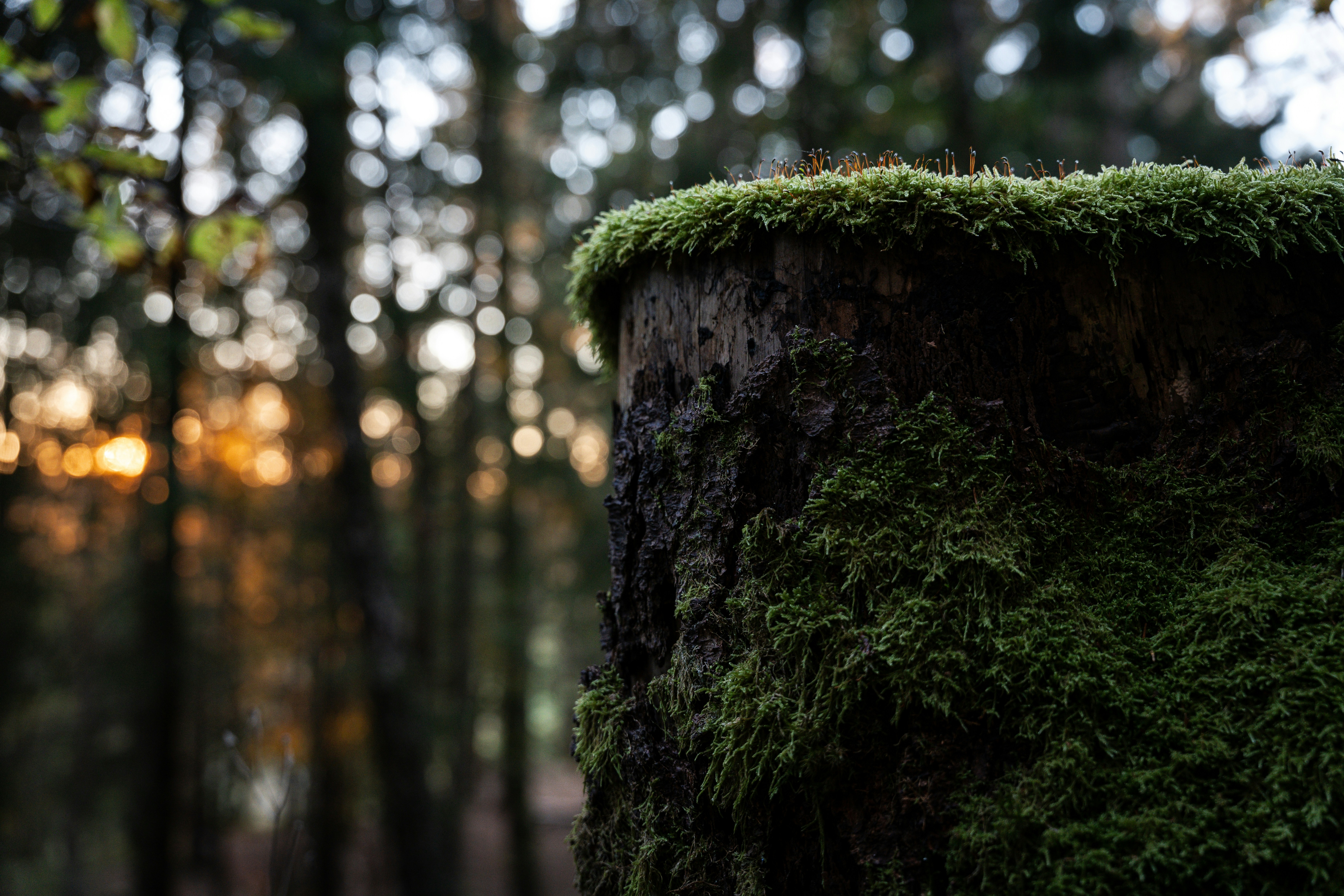 Photo by trfotografi