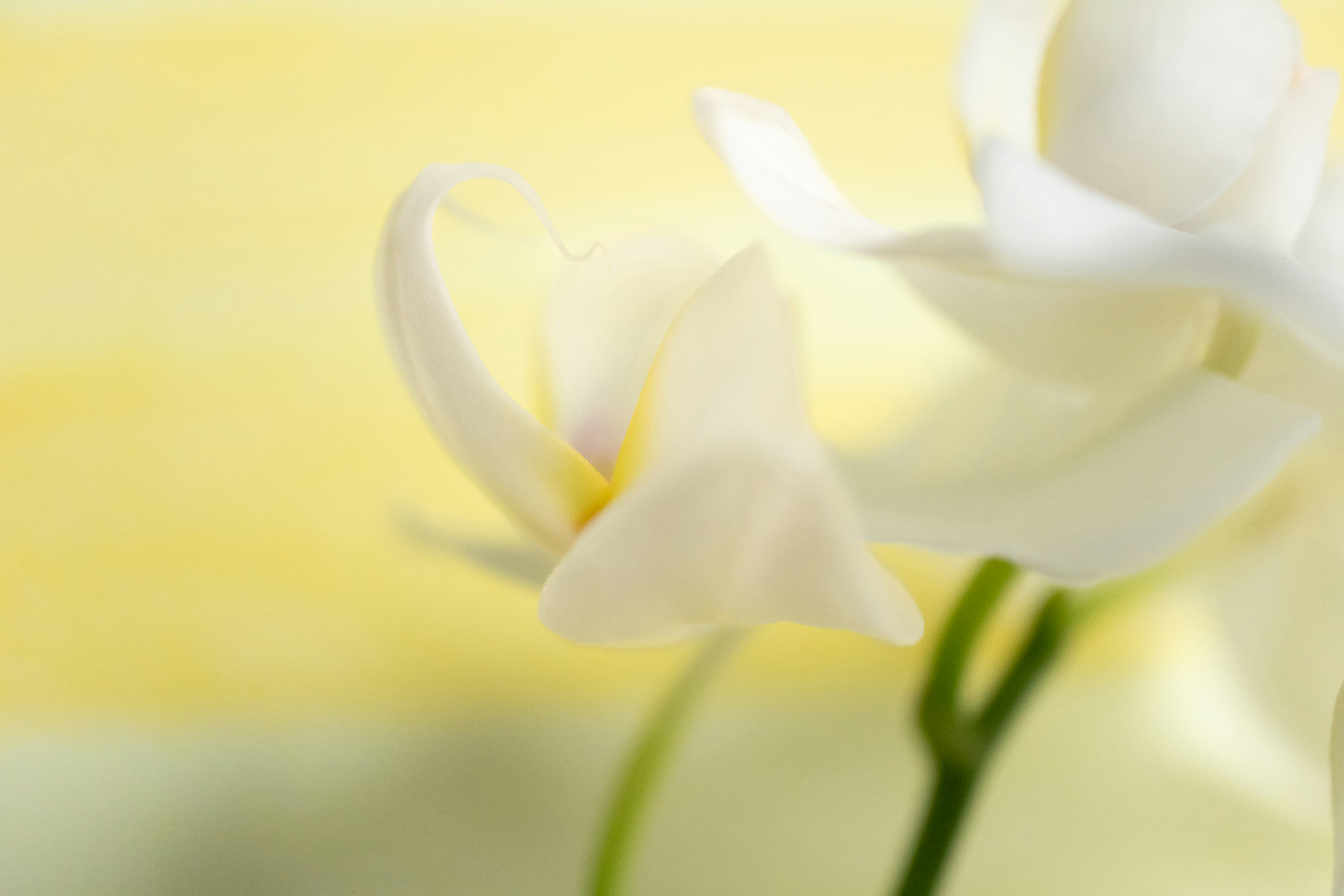 Delicate white orchid bloom against a soft yellow background