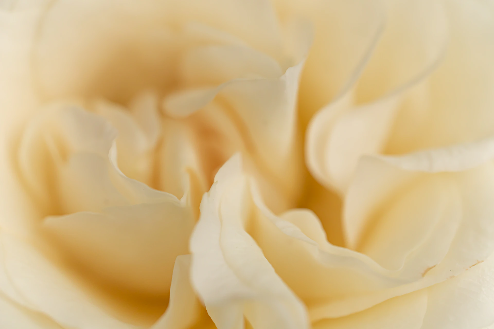 Close-up of delicate pale yellow rose petals