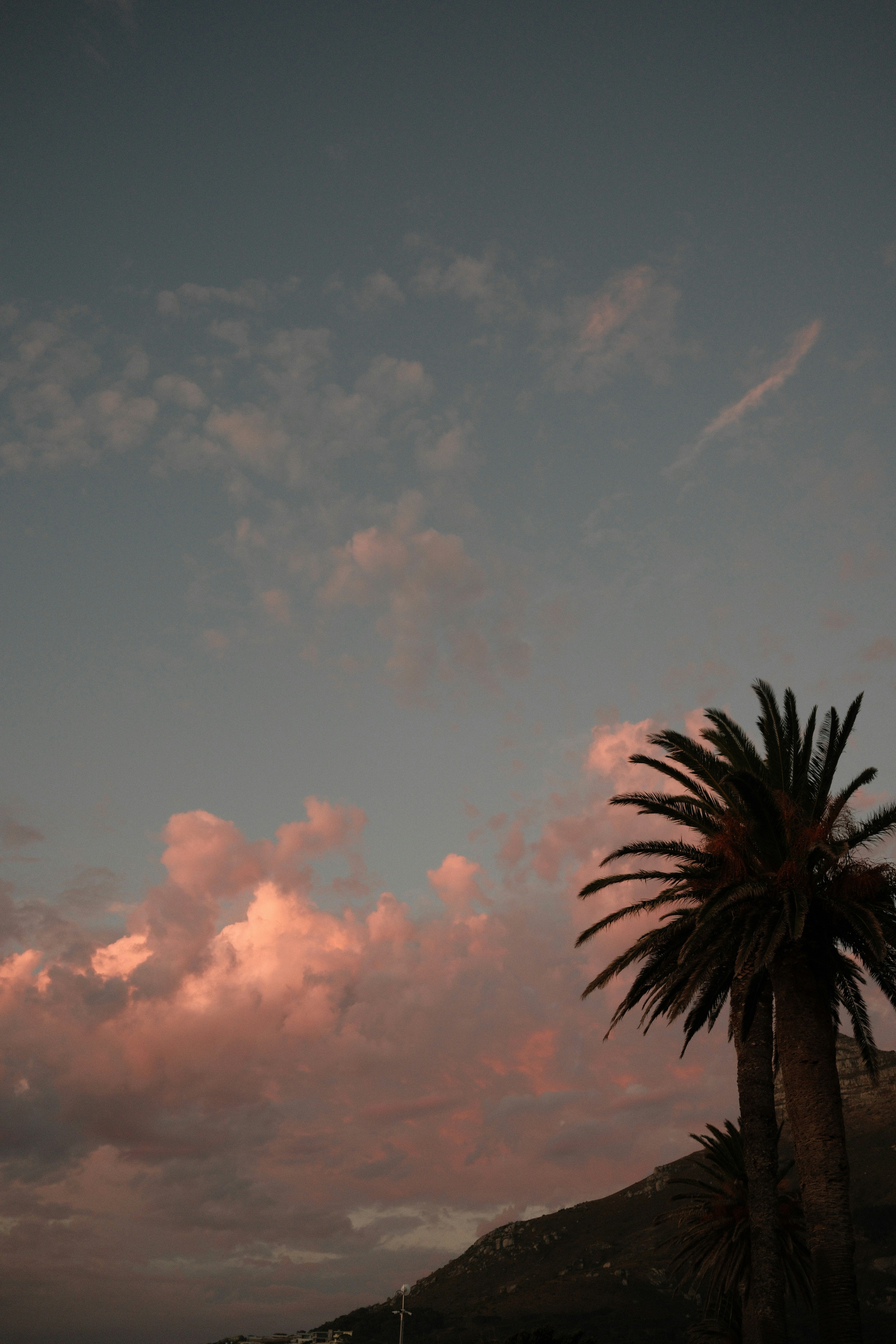 Palmera contra un cielo al atardecer con nubes.
