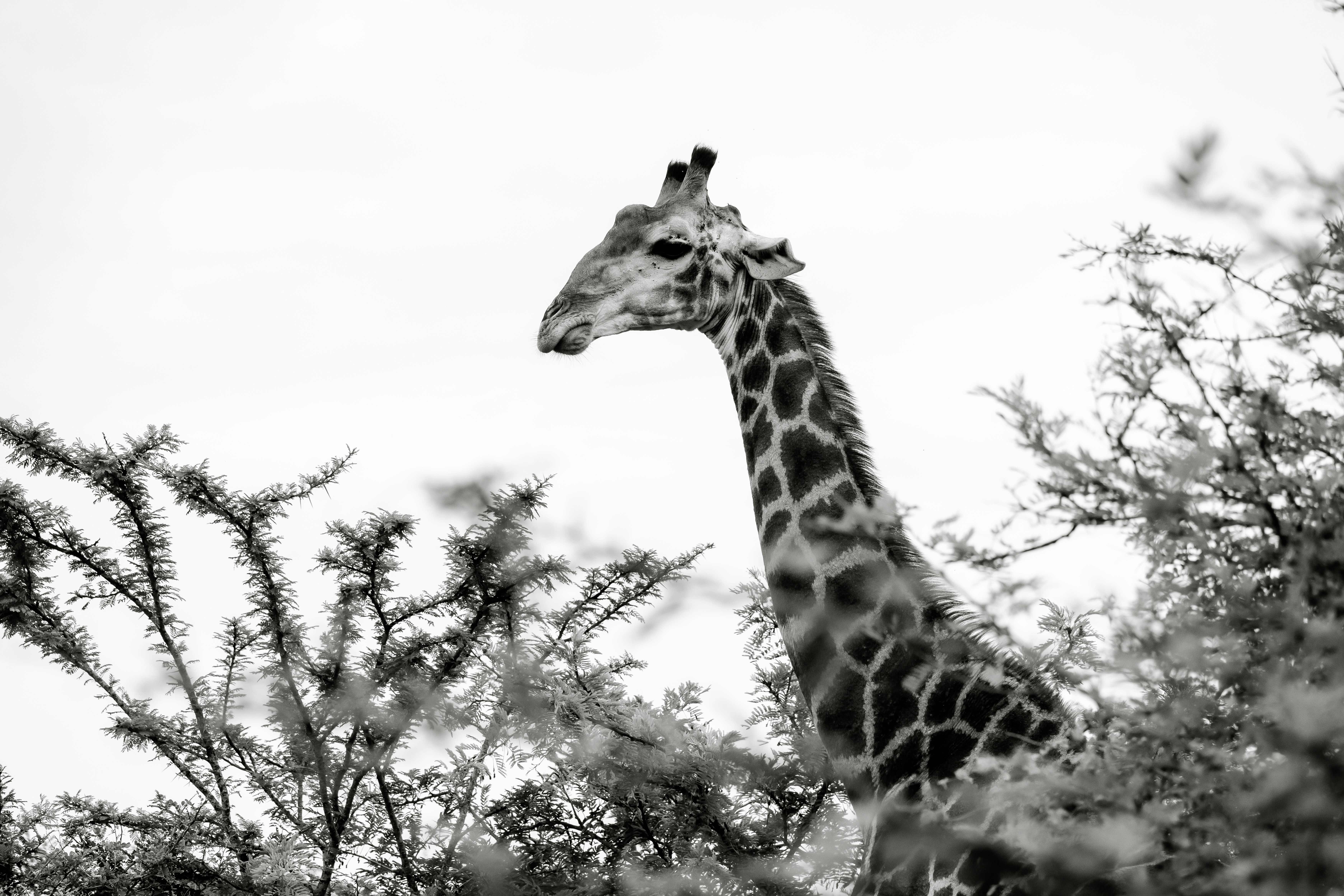 A giraffe peeks through trees in black and white