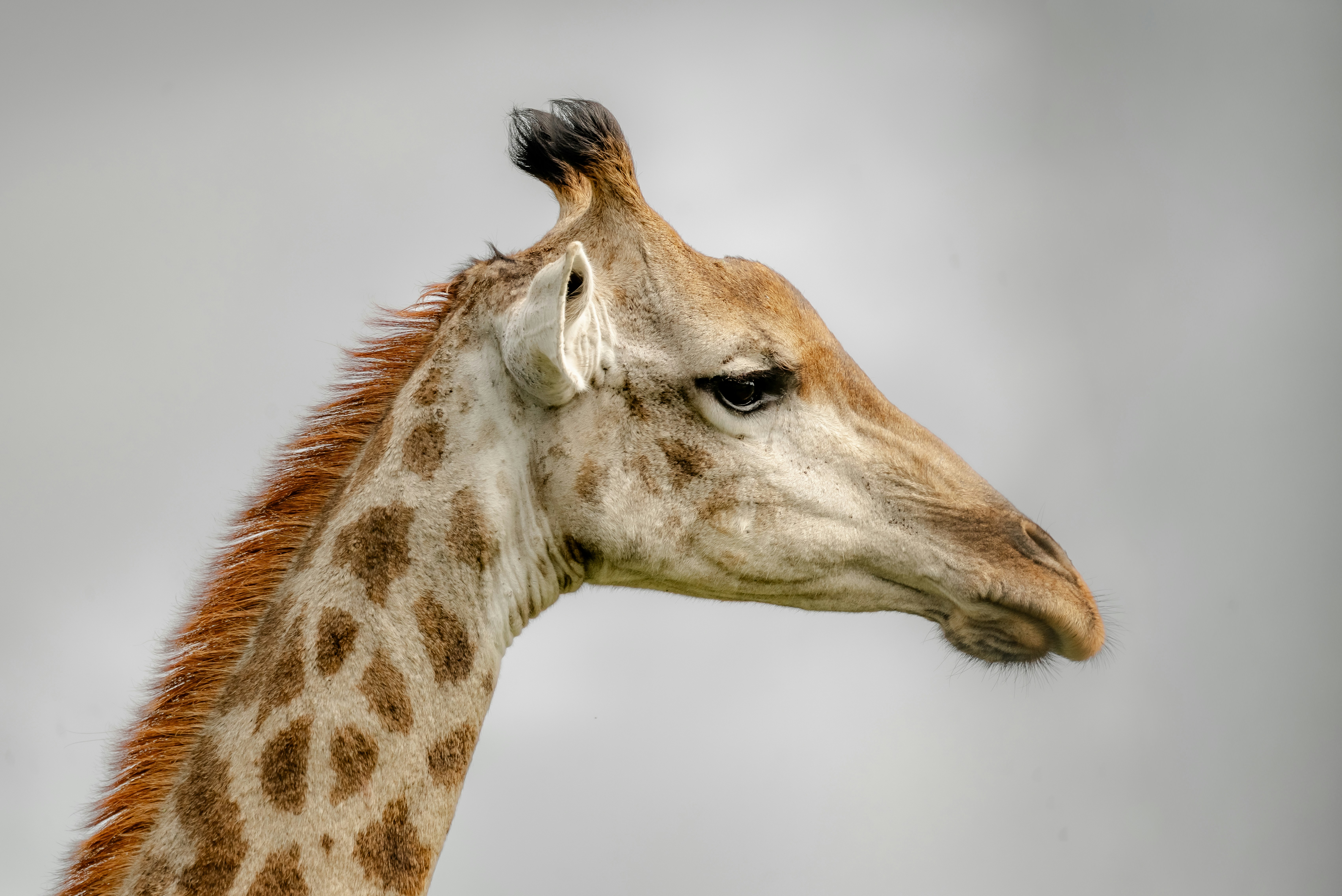 Close up of a giraffe's head and neck