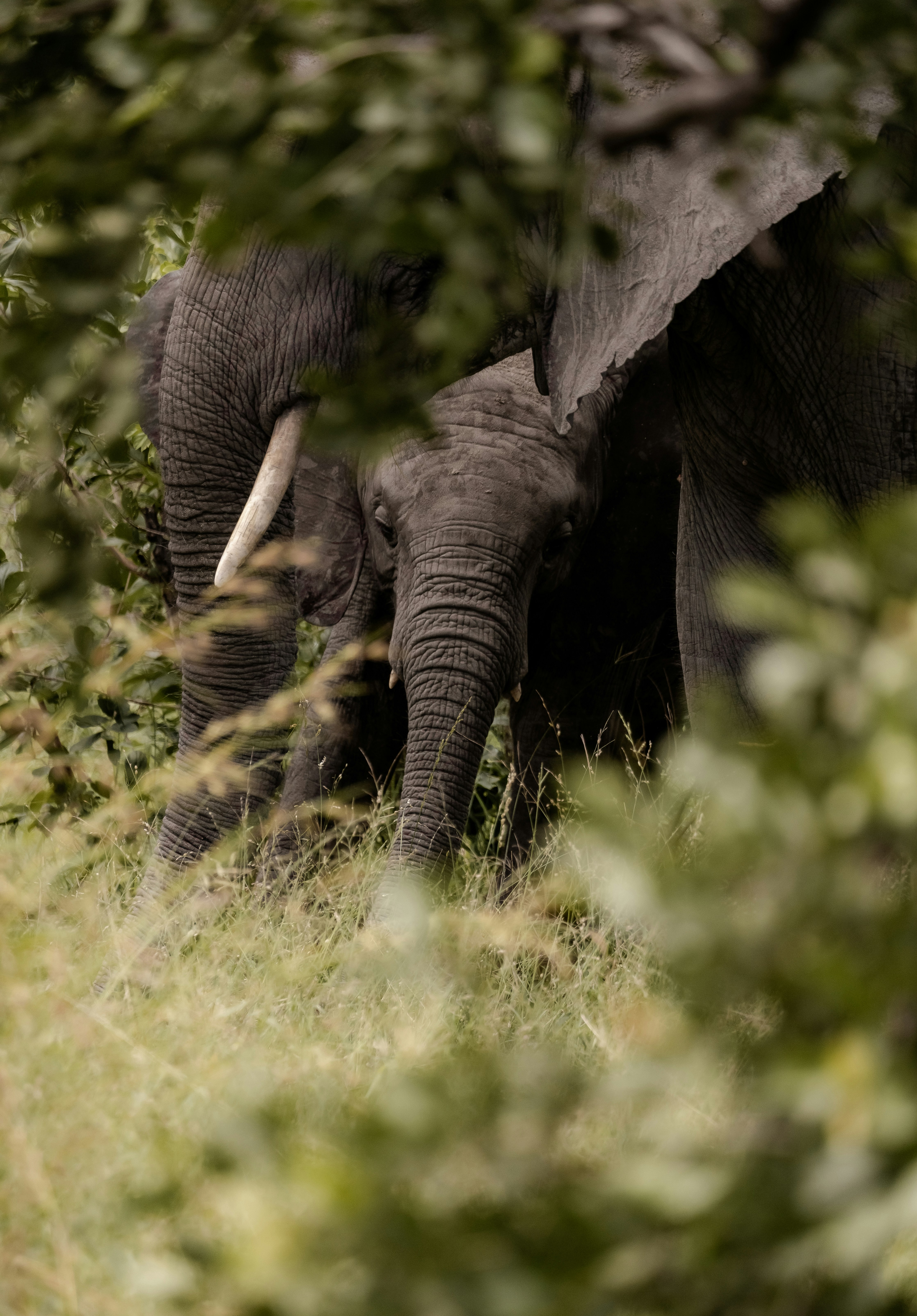 Dos elefantes emergen de un follaje verde y exuberante.