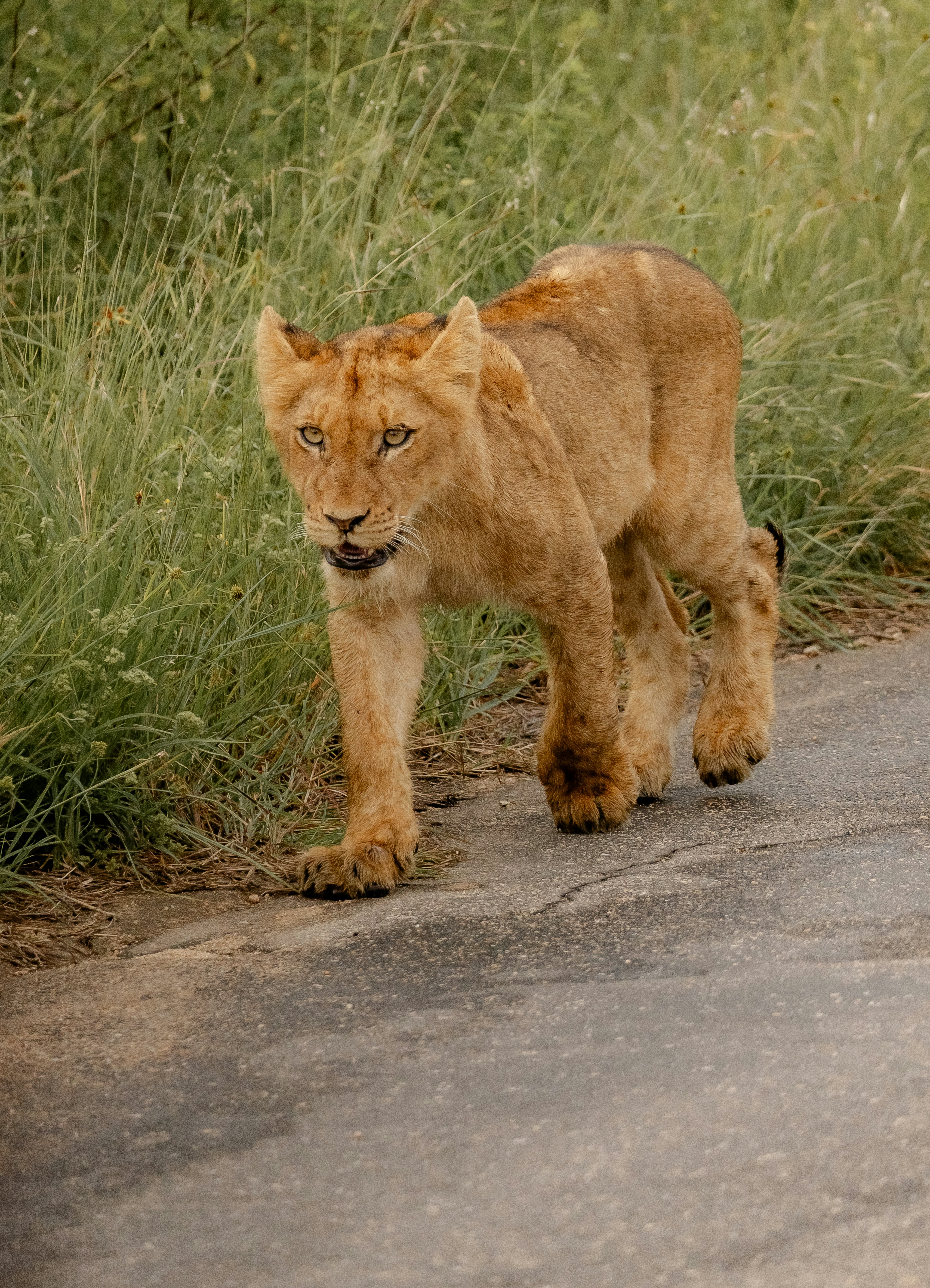 Un joven león camina por un camino de tierra.