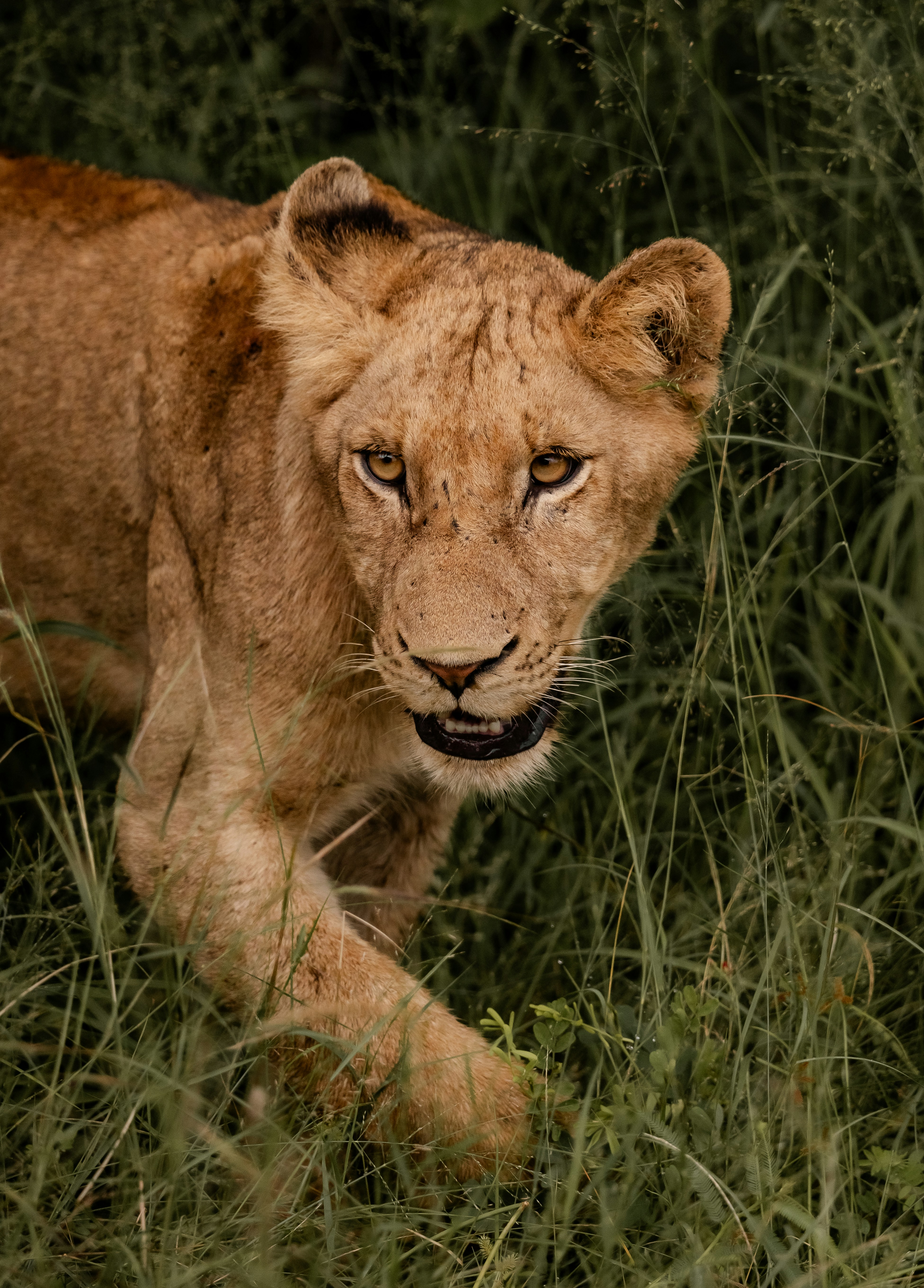 A lioness walks through tall green grass.