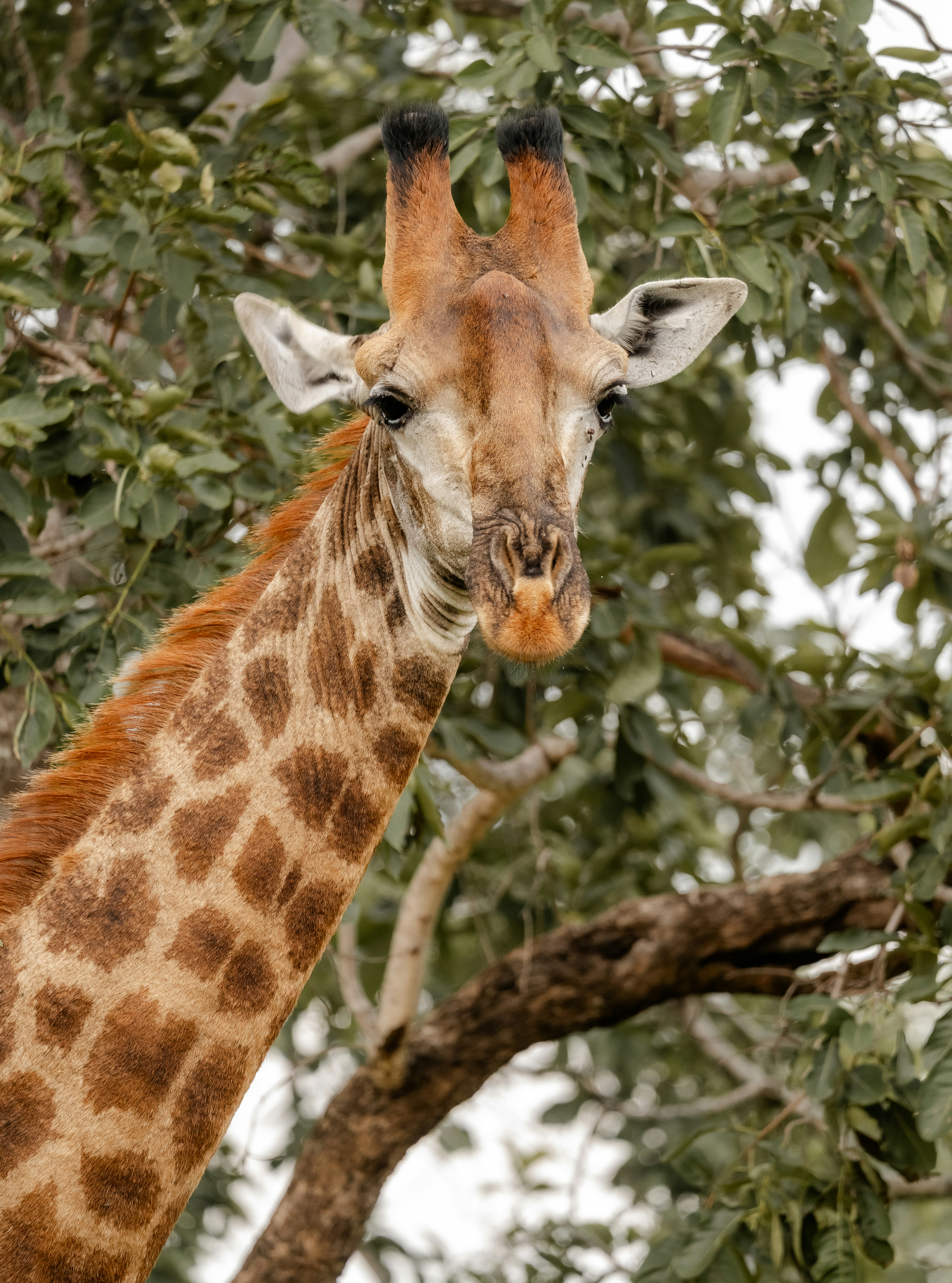 A giraffe's head and neck among green leaves.