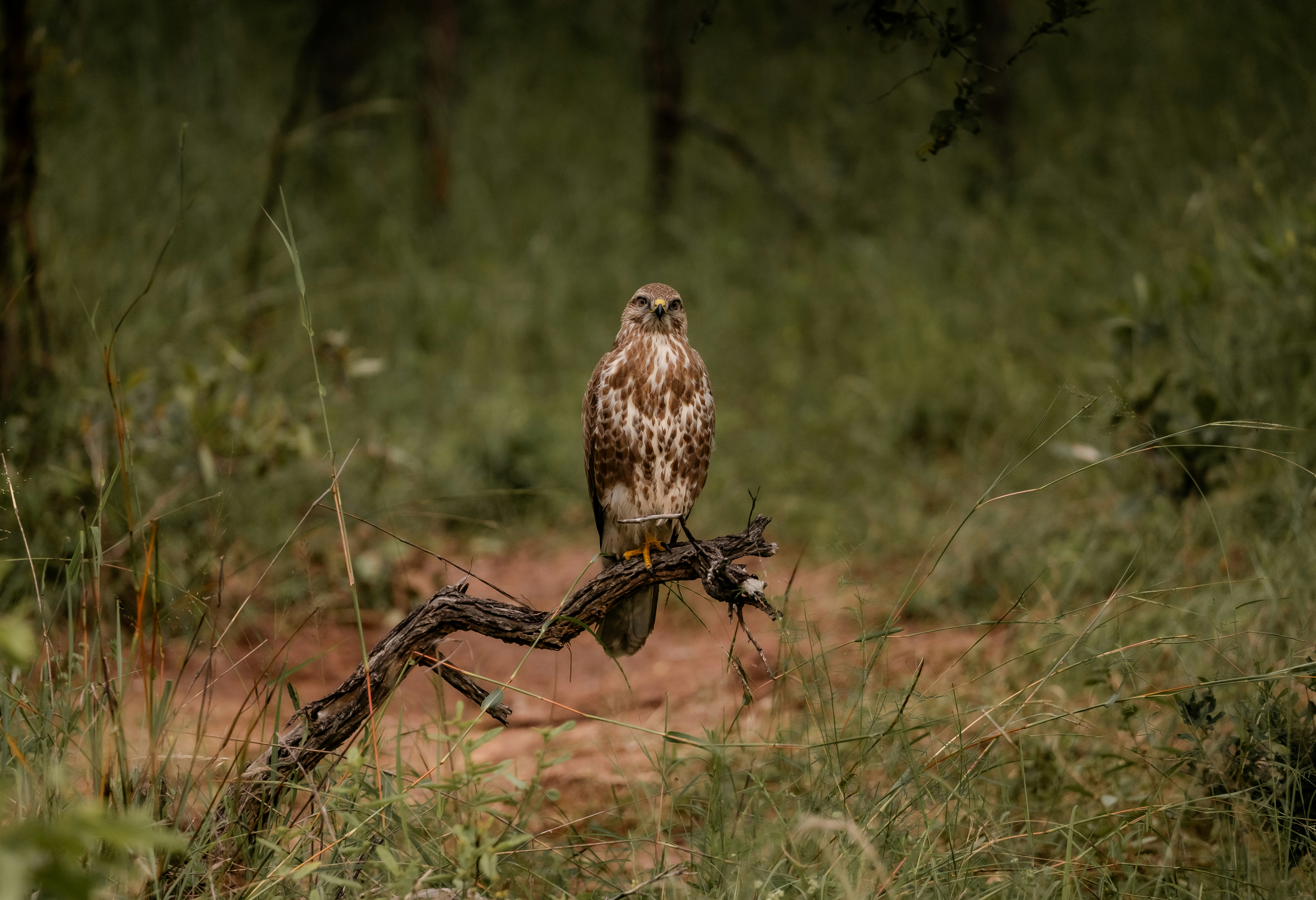 A hawk perched on a branch in a forest.