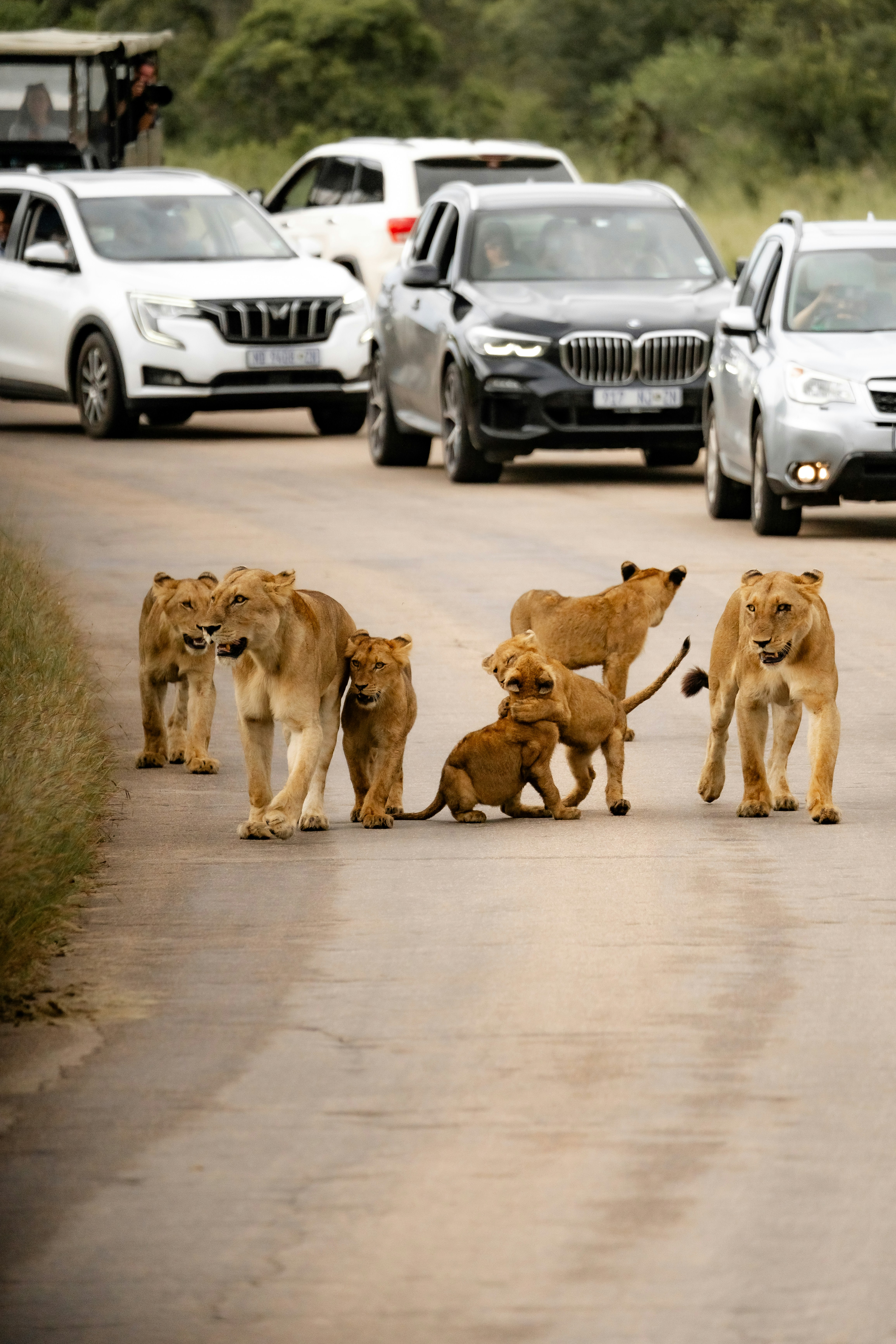 Leones y cachorros cruzando un camino de tierra con vehículos de safari