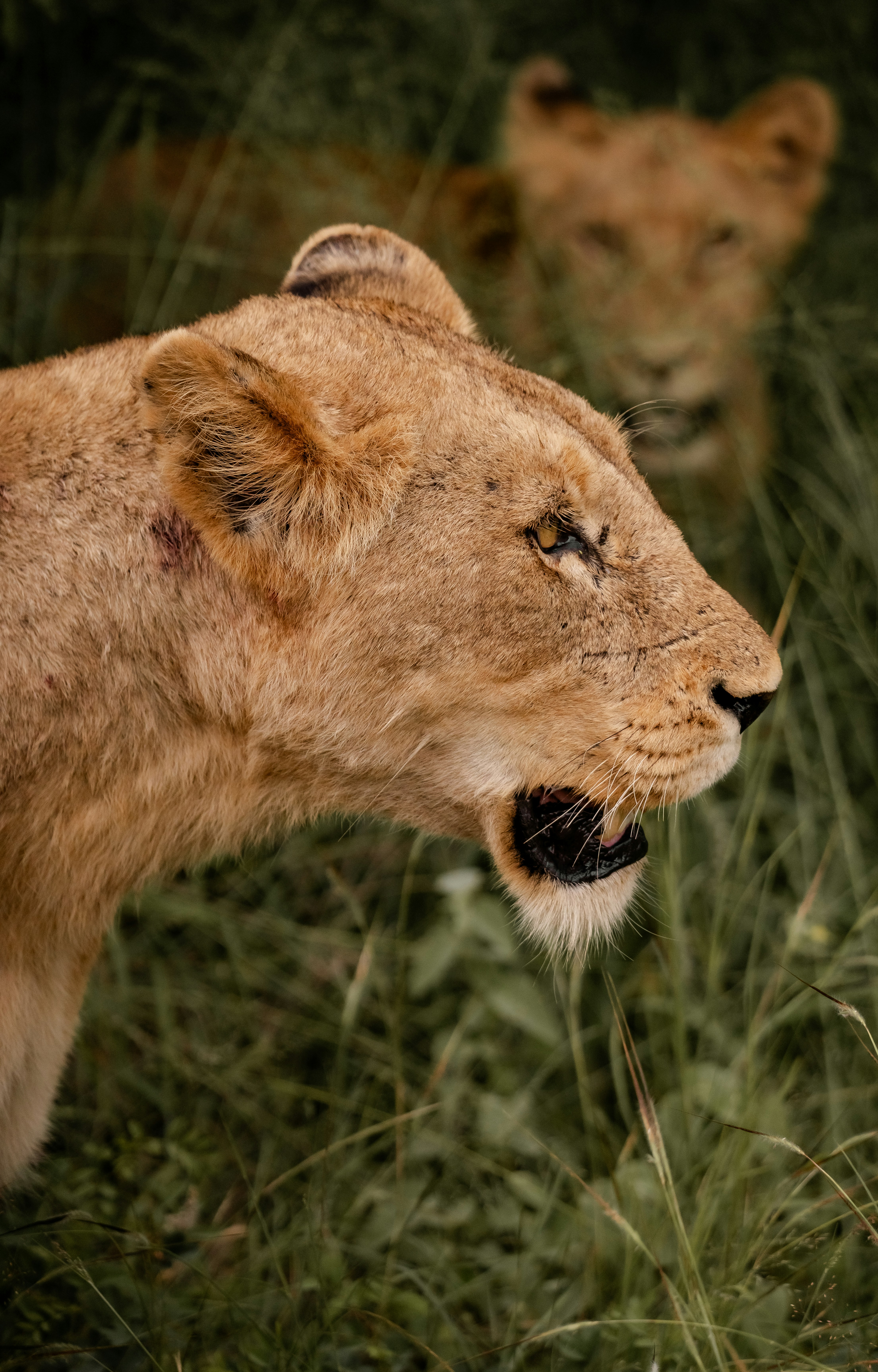 Dos leones en hierba alta y verde en un día oscuro.