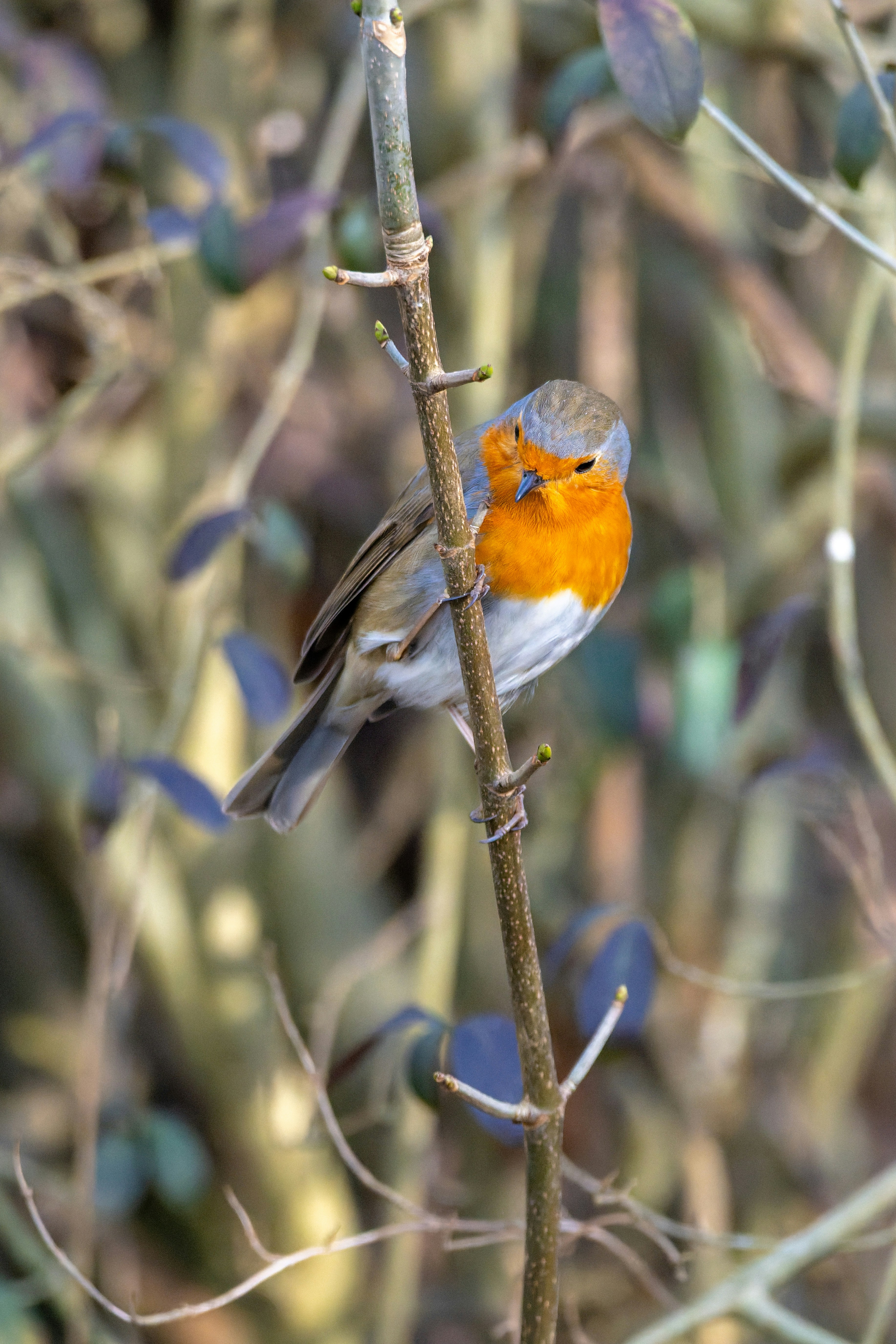 Photo by siegfriedpoepperl